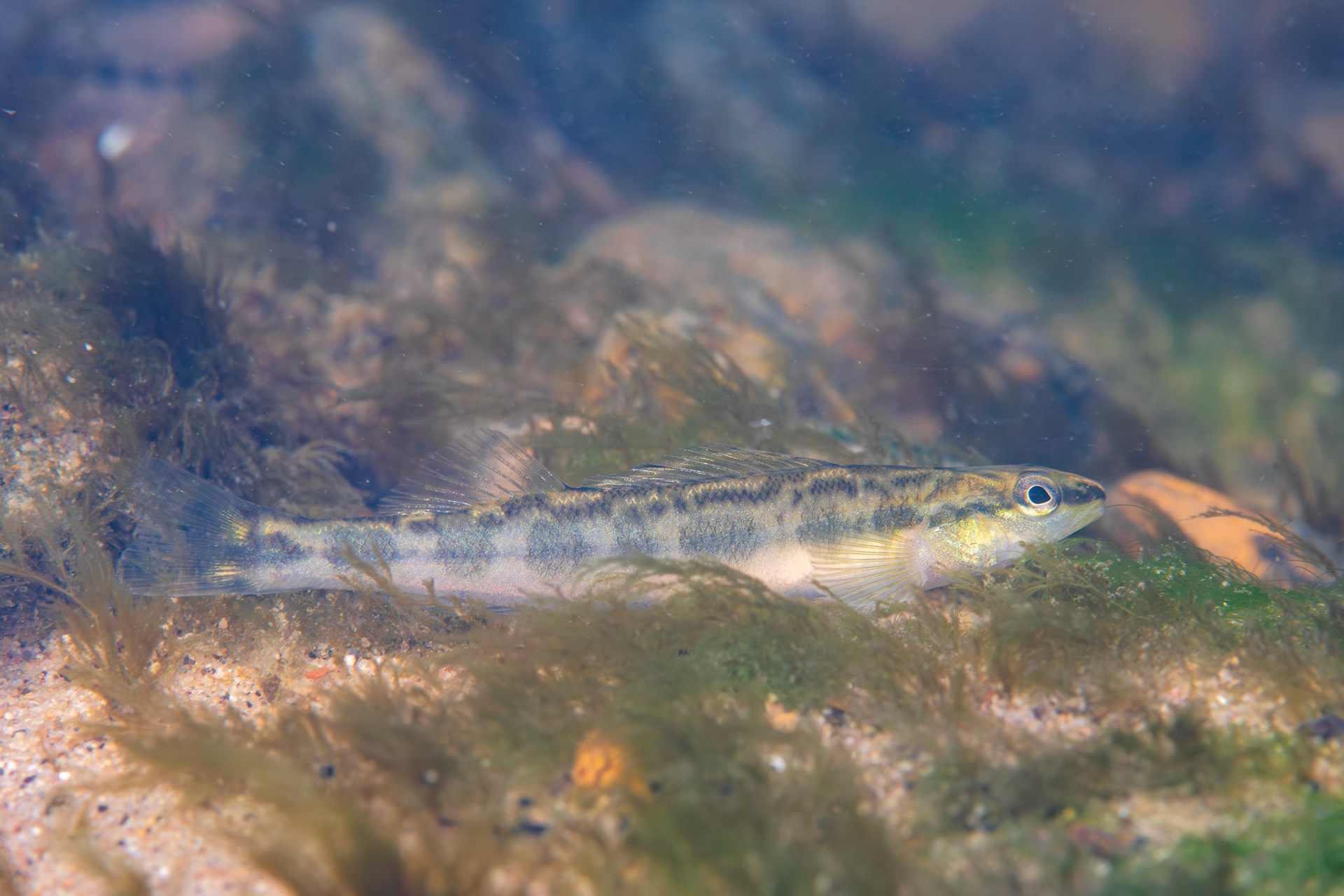 Goldline Darter