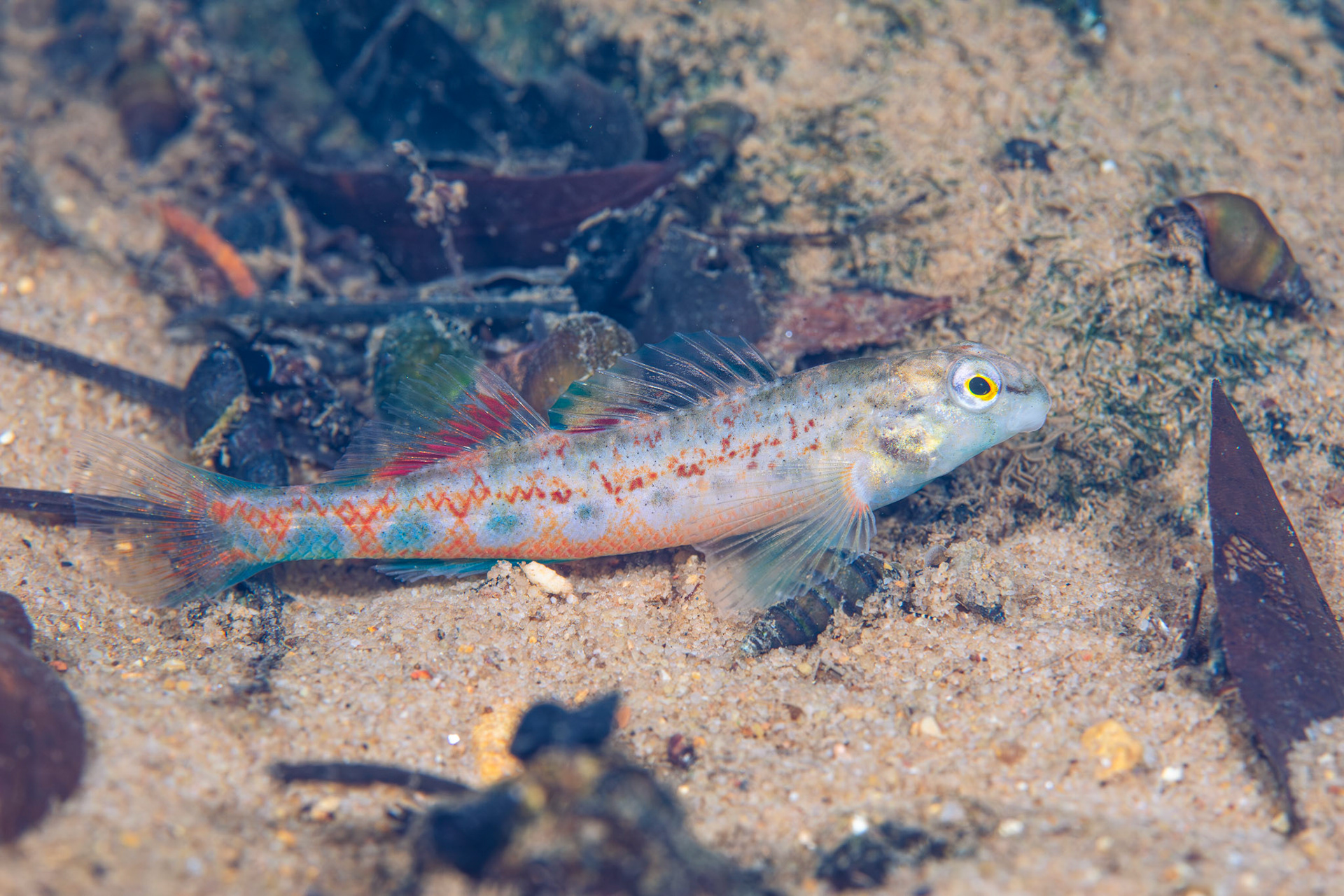 Tombigbee Darter