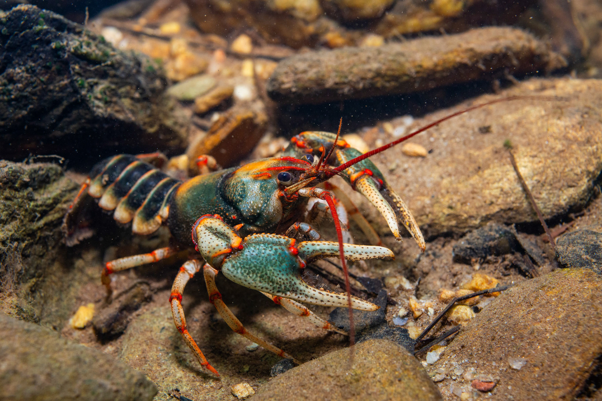 Chattooga River Crayfish