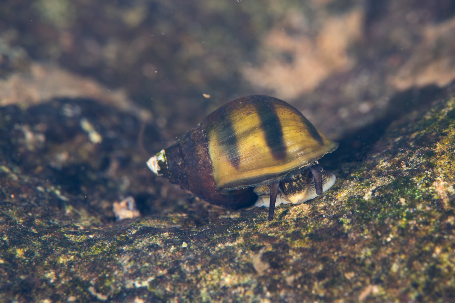 Elimia sp.