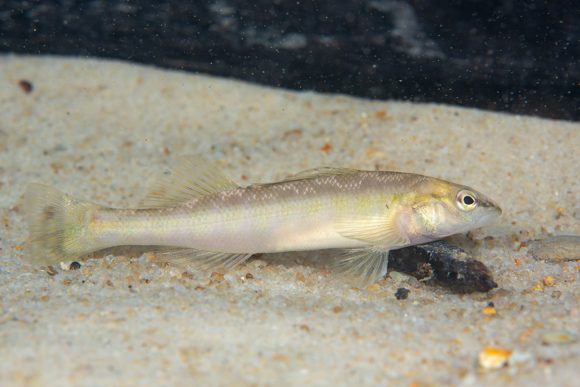 Blackbanded Darter