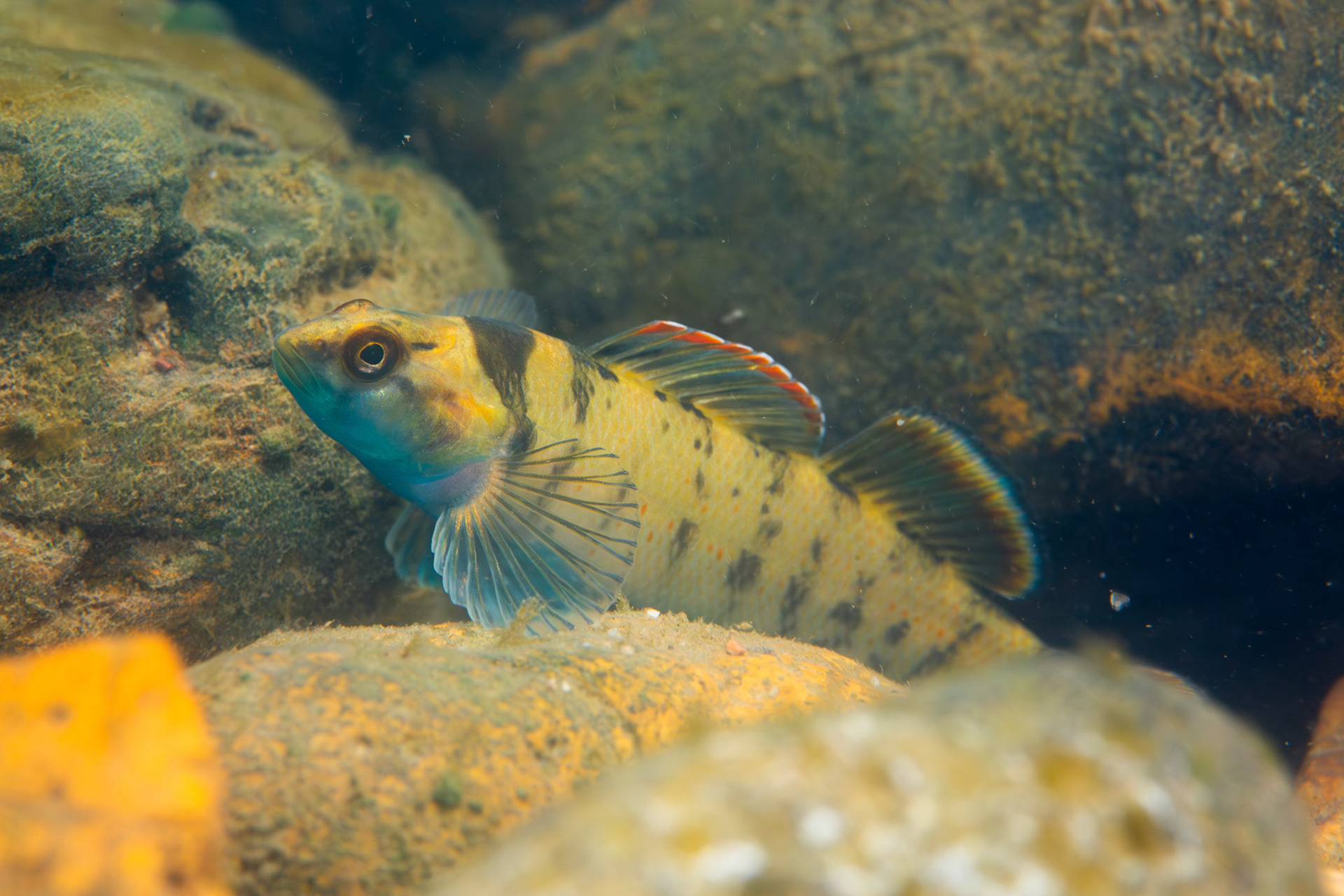 Greenbreast Darter (Etheostoma jordani)