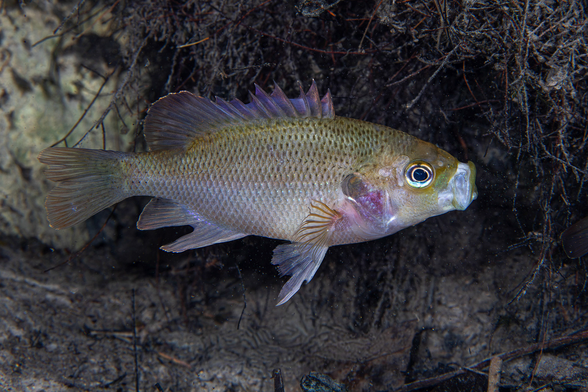 Spotted Sunfish