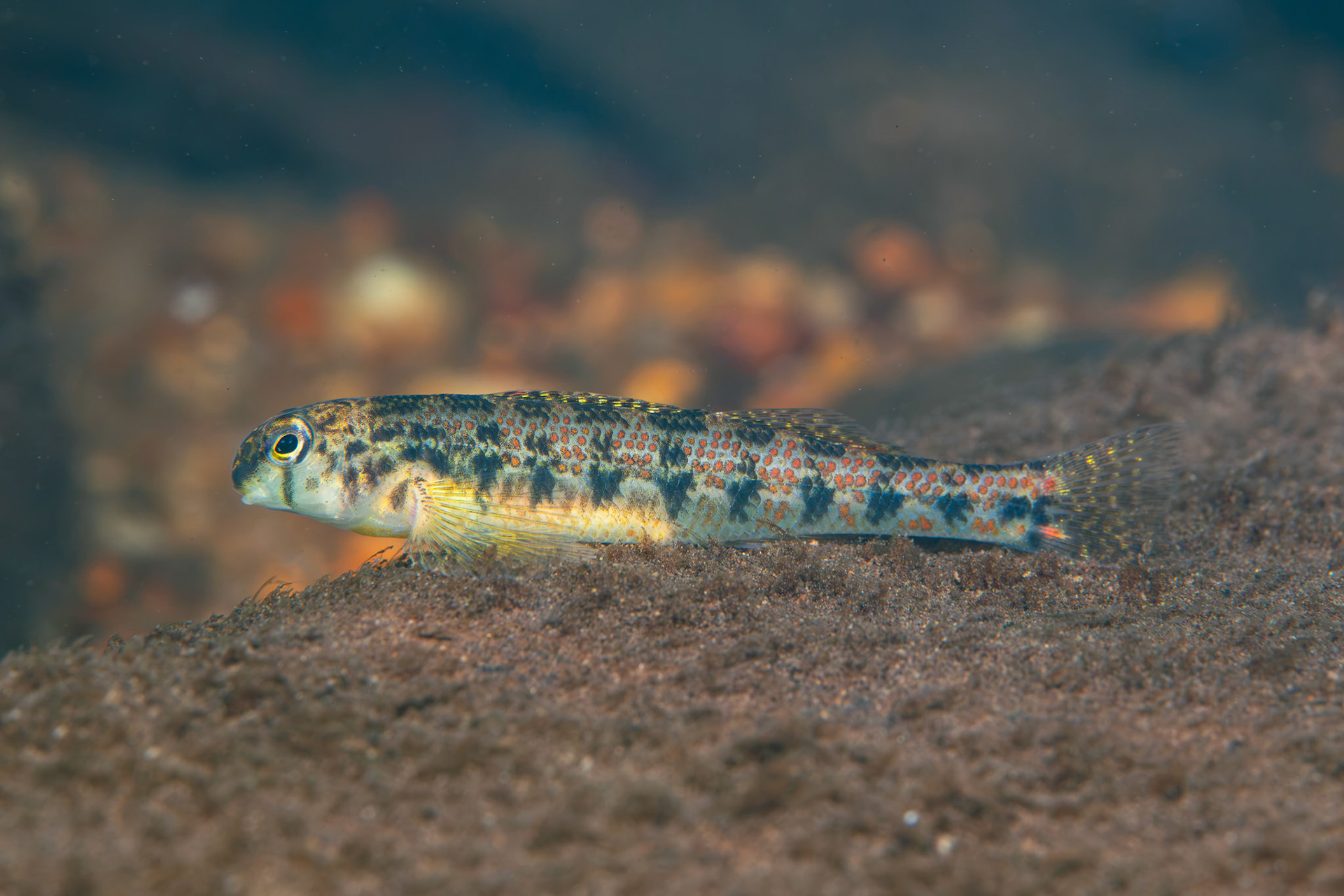 Tennessee Snubnose Darter
