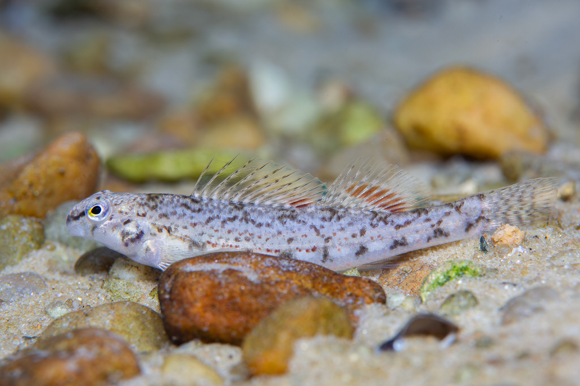 Coastal Shiner
