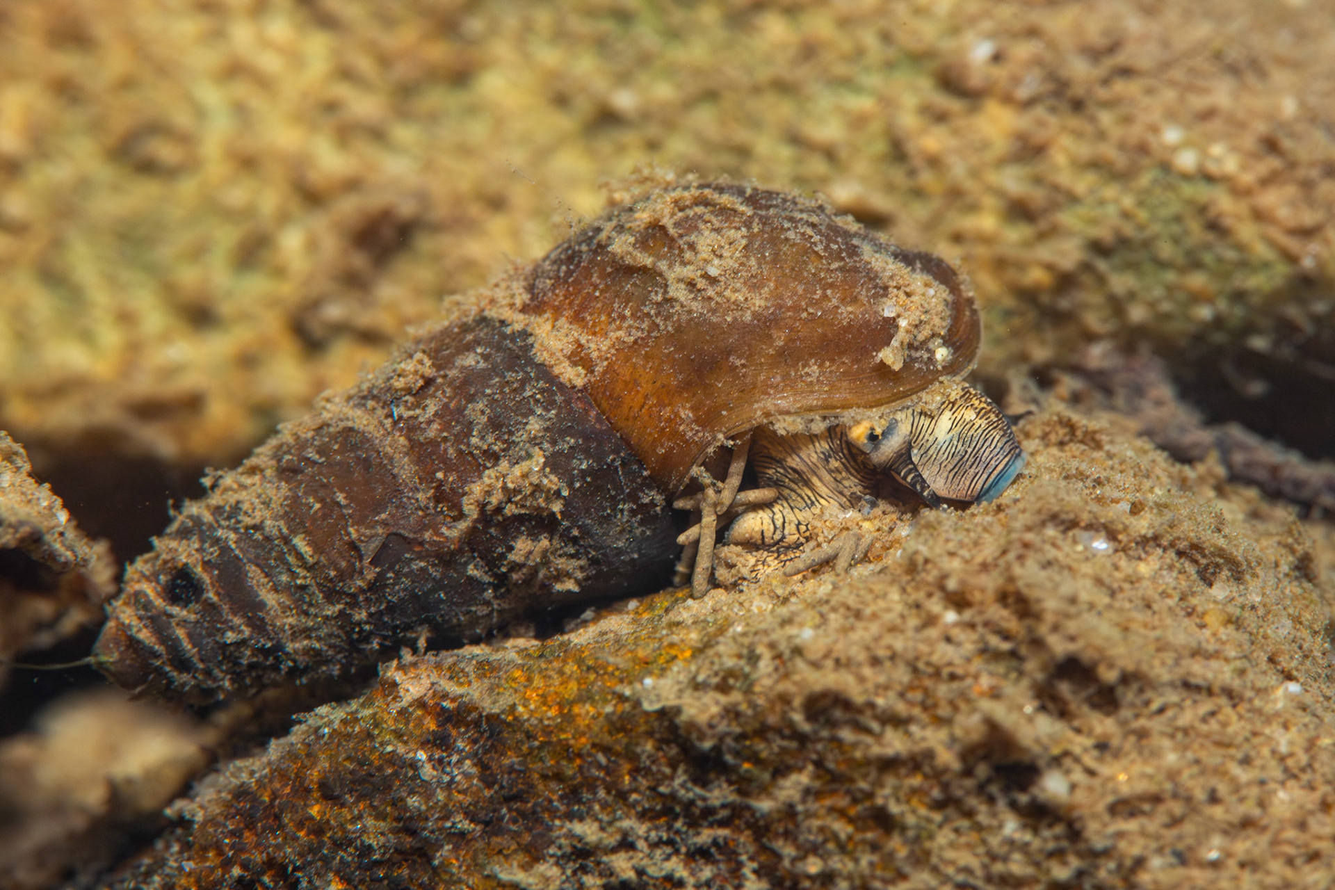 Elimia sp.
