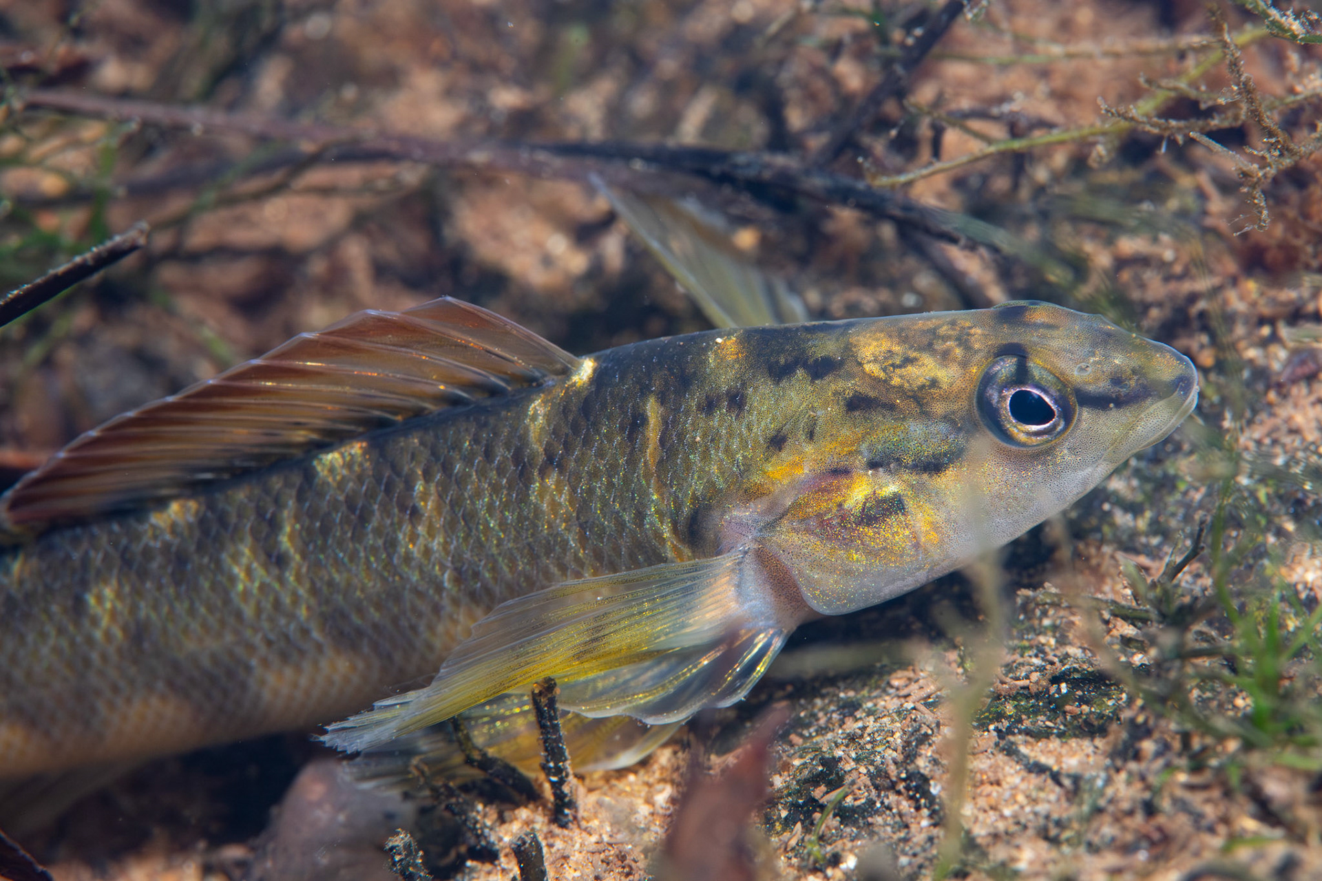 Bronze Darter