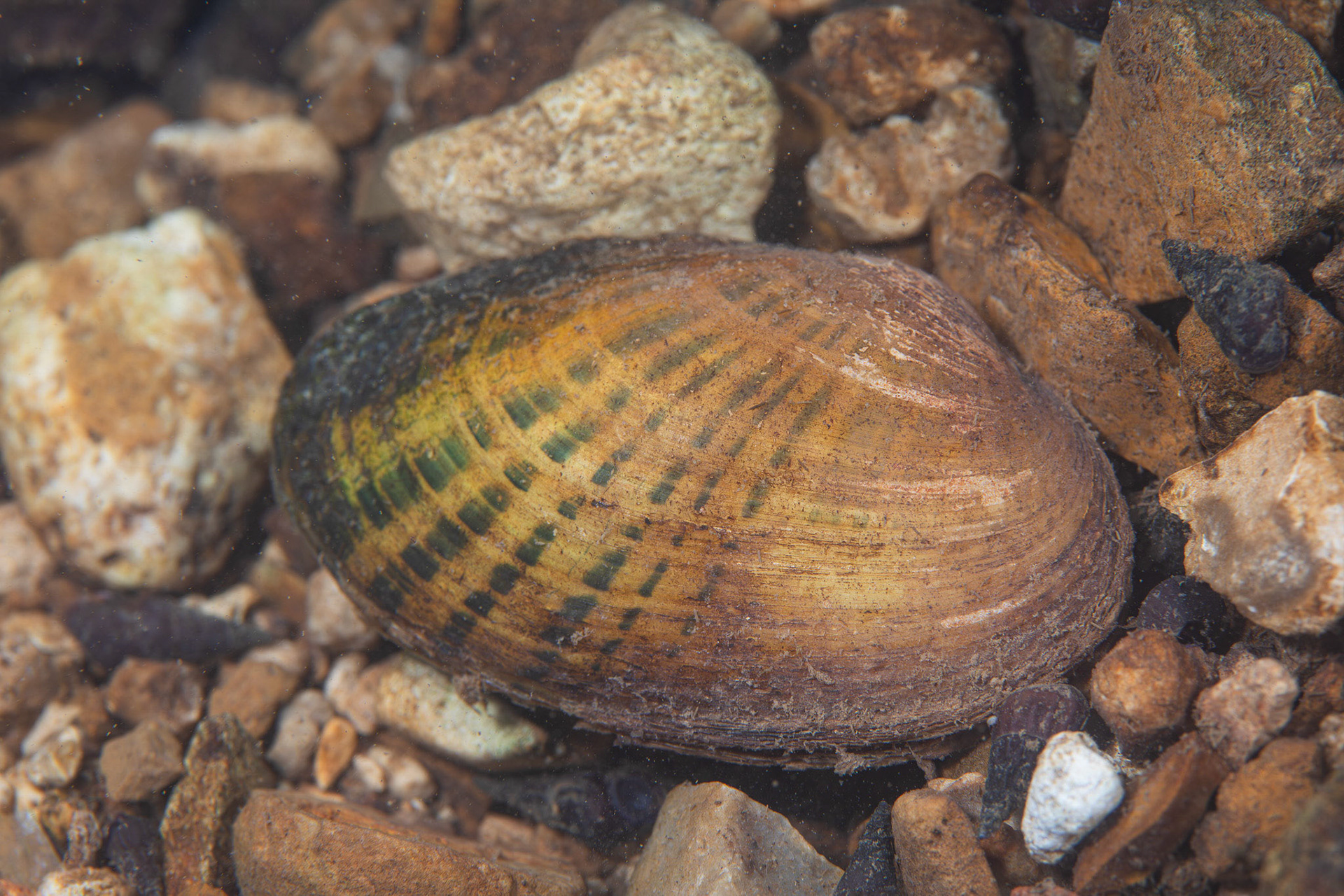 Painted Creekshell