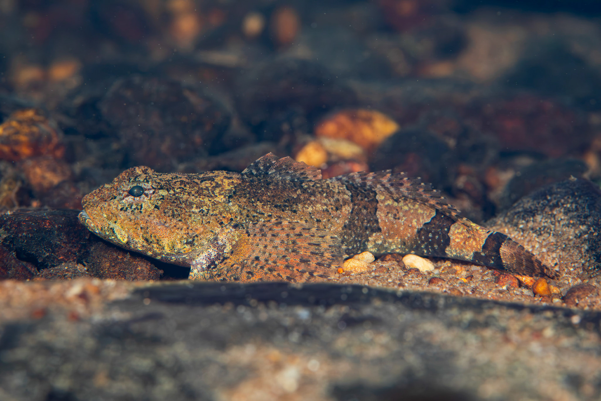 Banded Sculpin