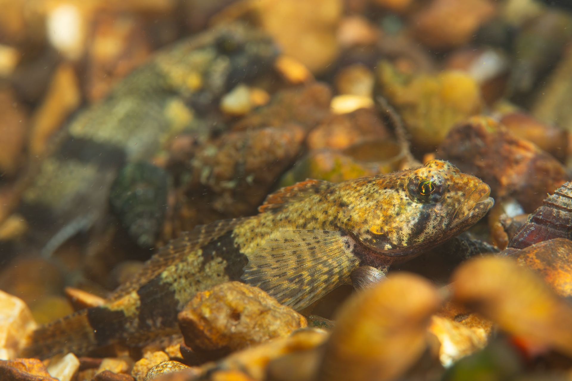 Banded Sculpin (Cottus carolinae)