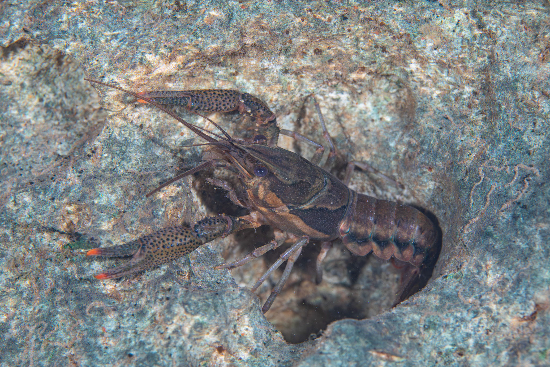 Sly Crayfish