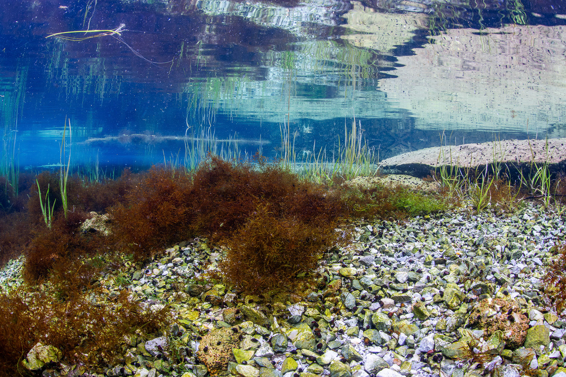 Aquatic Vegetation in Spring Head