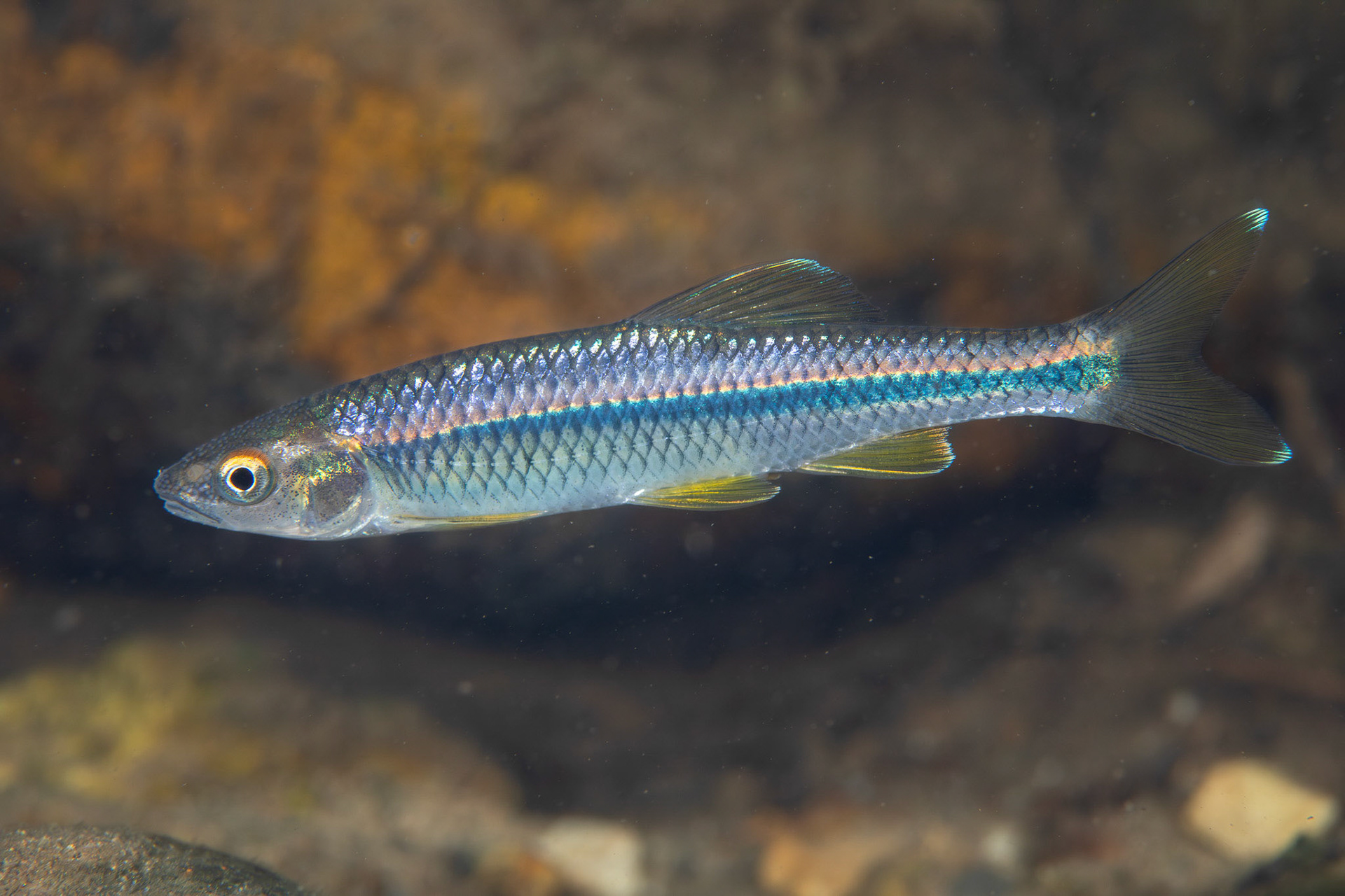 Blue Shiner
