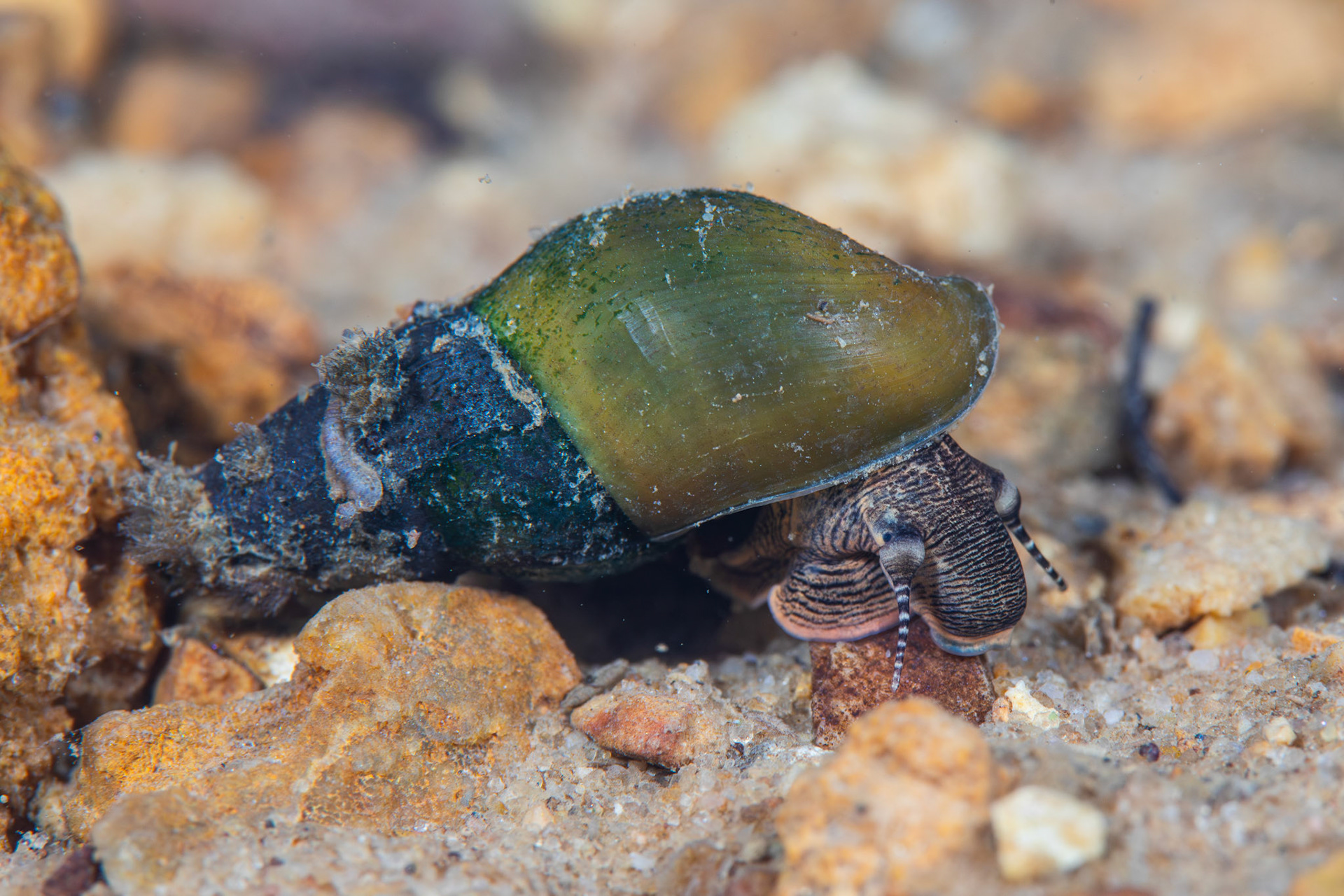 Elimia sp.