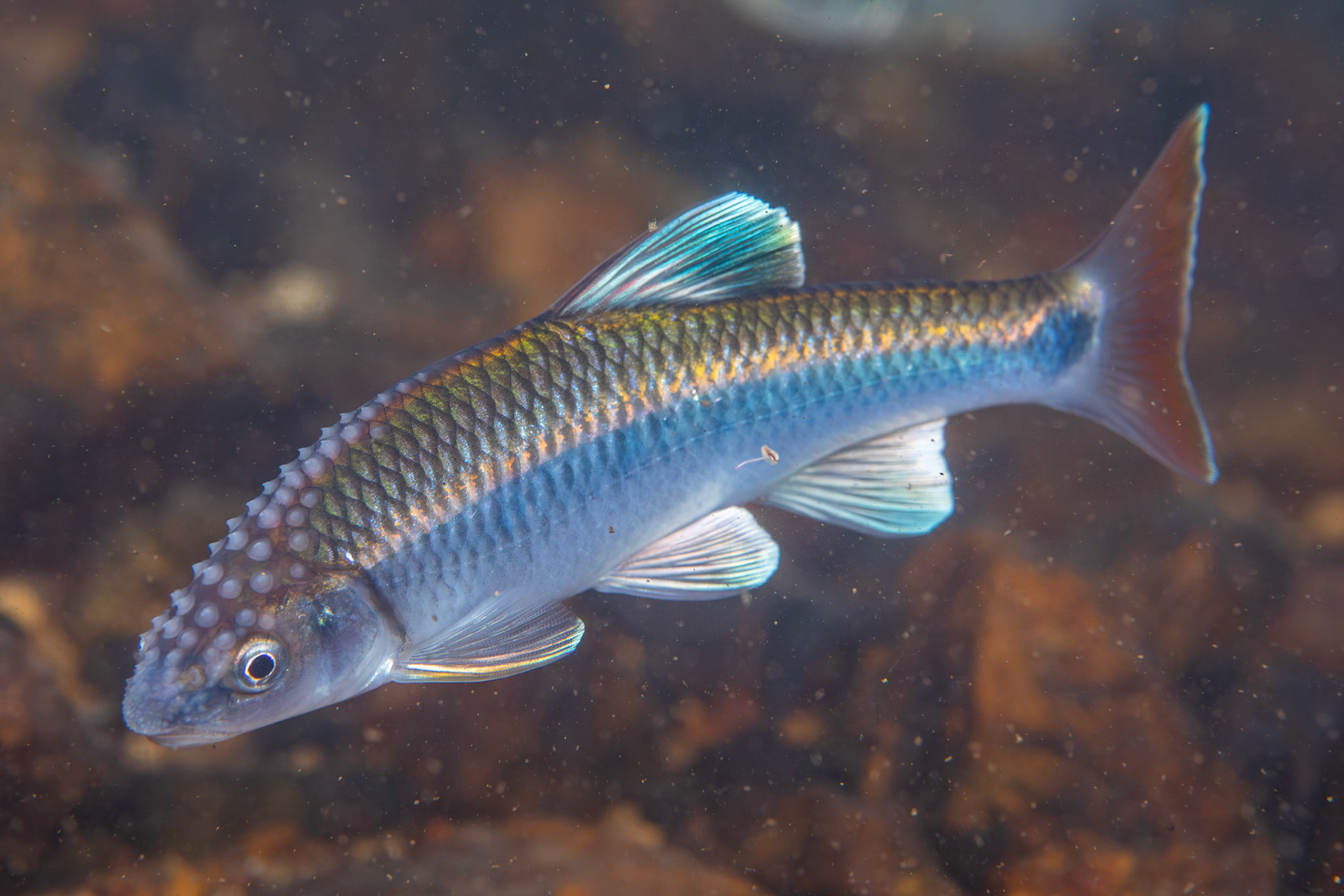 Alabama Shiner