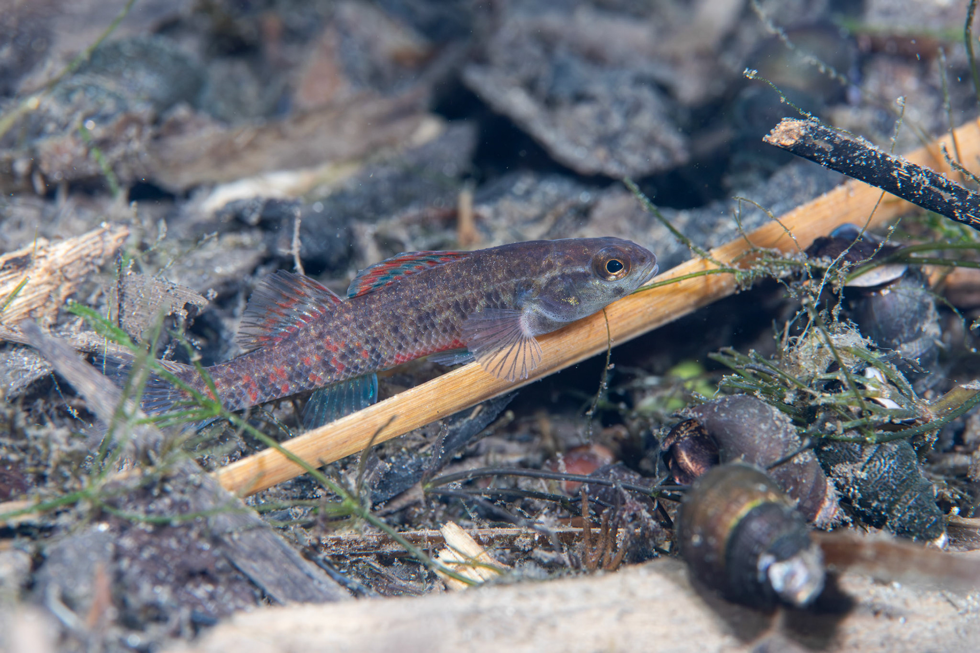 Watercress Darter