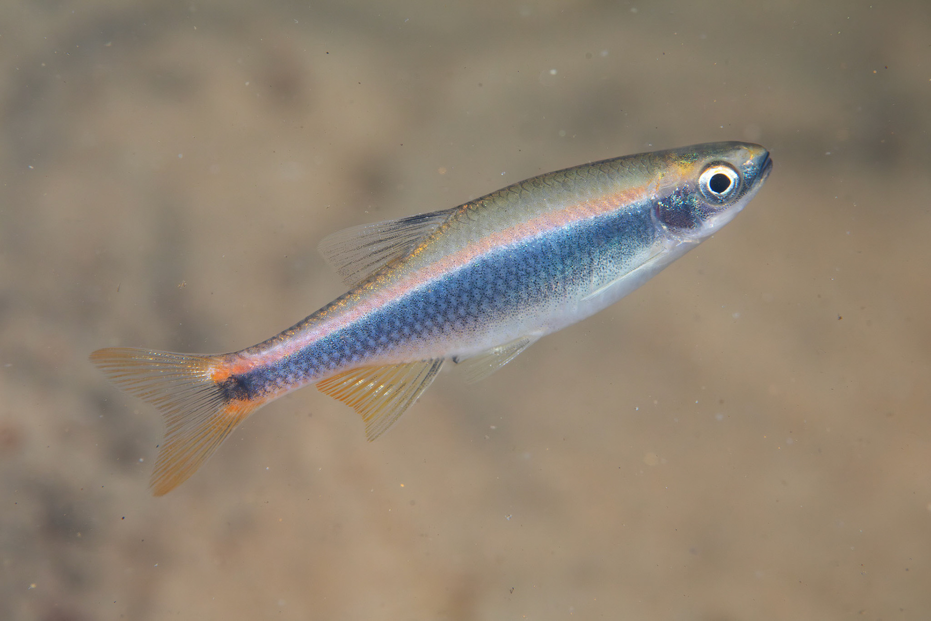 Broadstripe Shiner