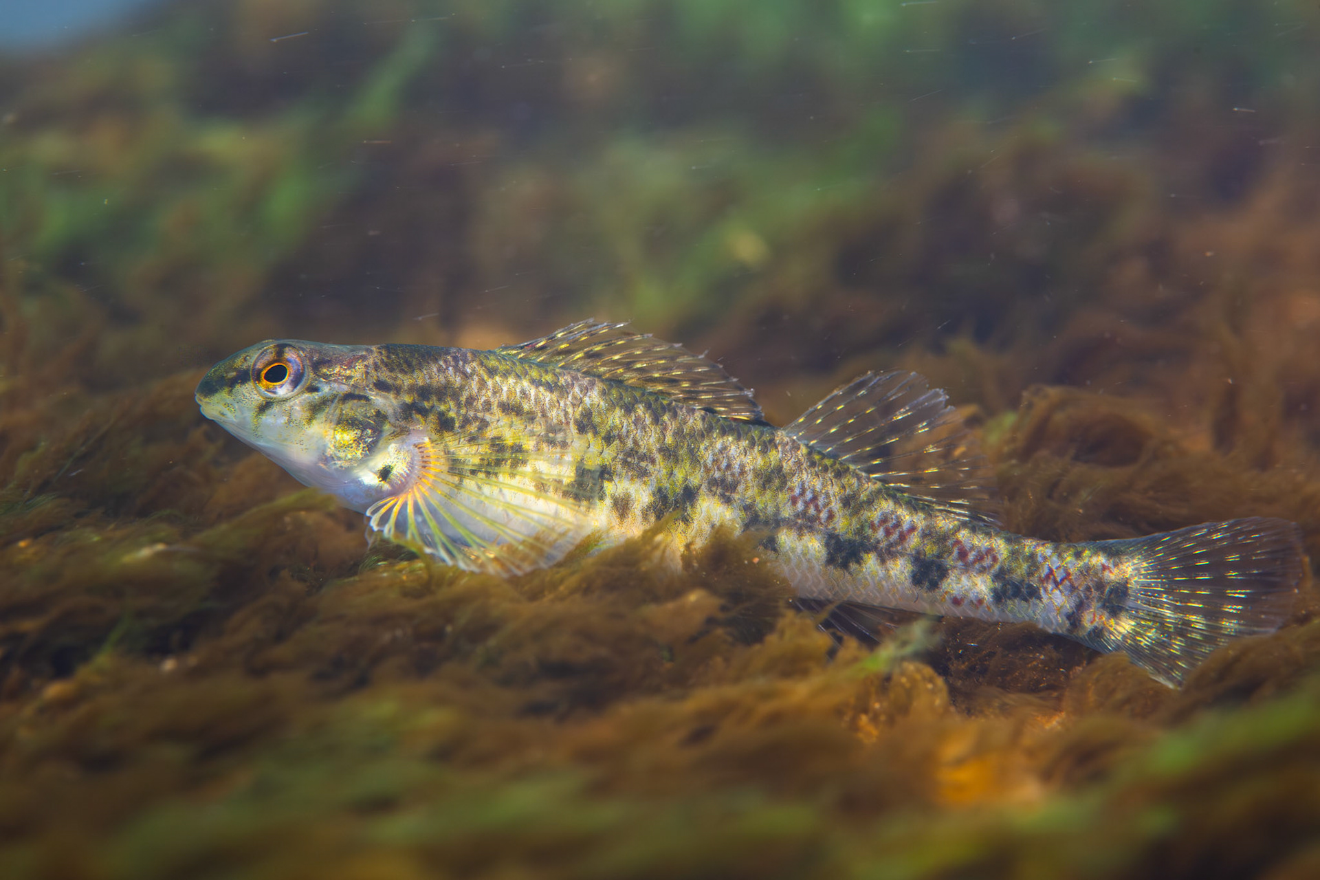 Vermilion darter (Etheostoma chermocki)