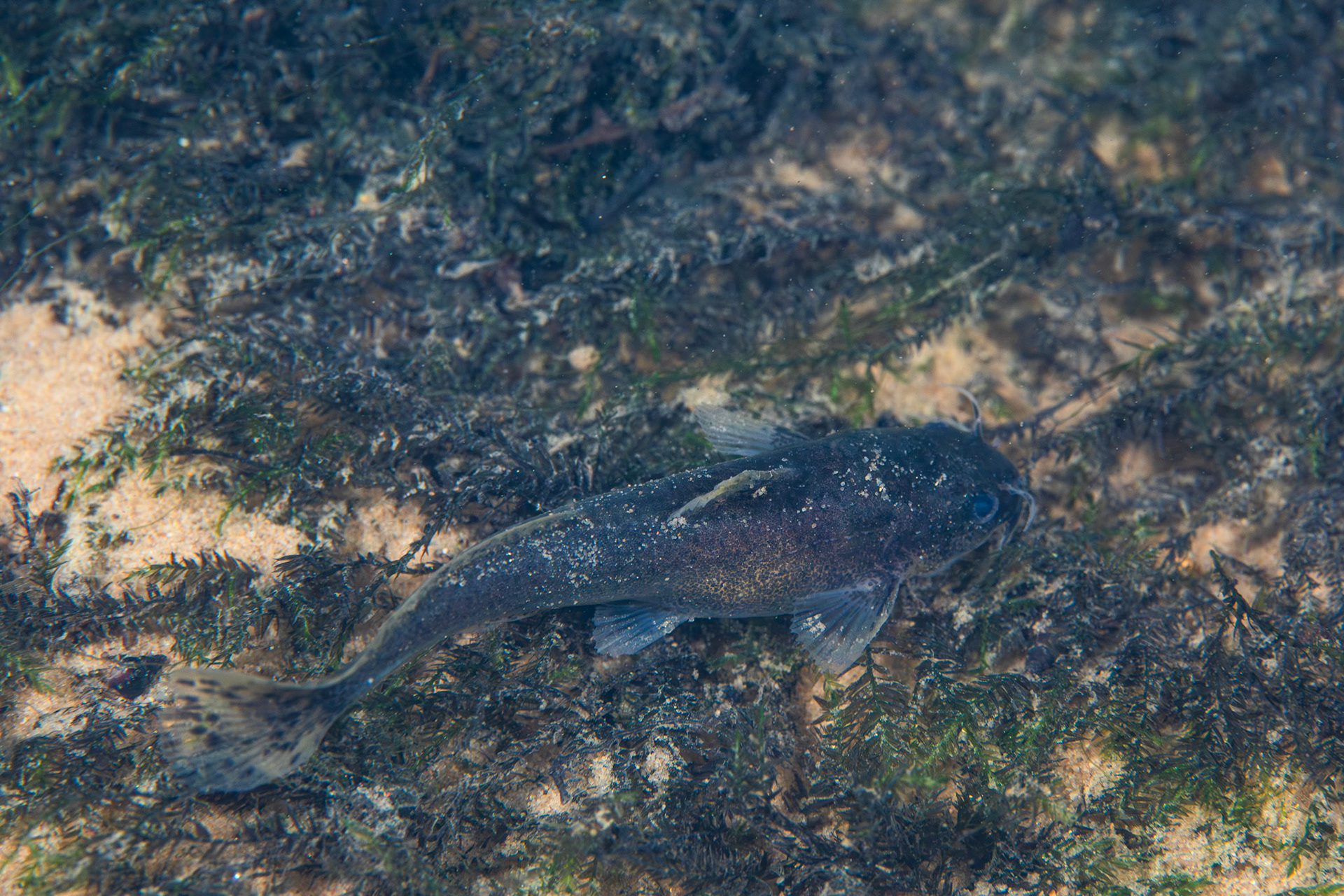 Noturus sp.