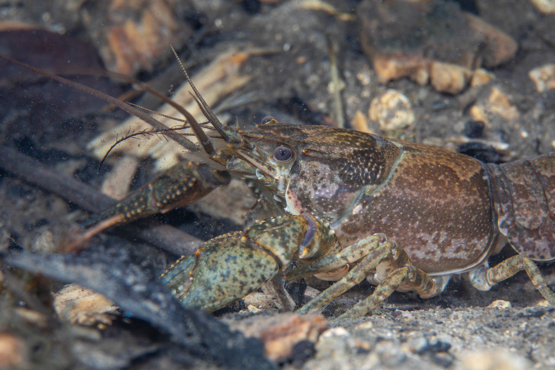 Virile Crayfish
