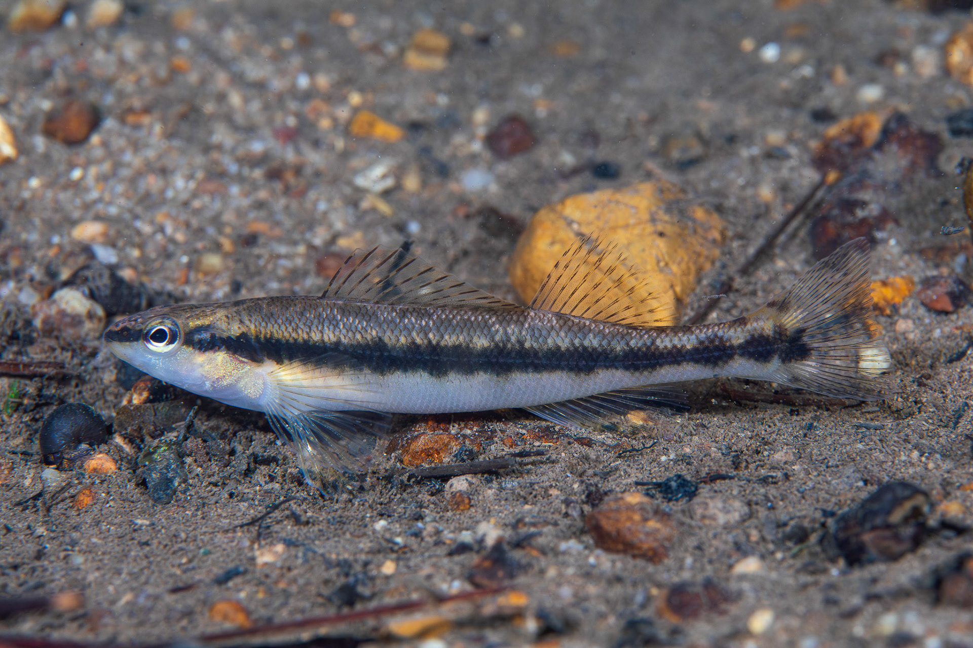 Blackbanded Darter