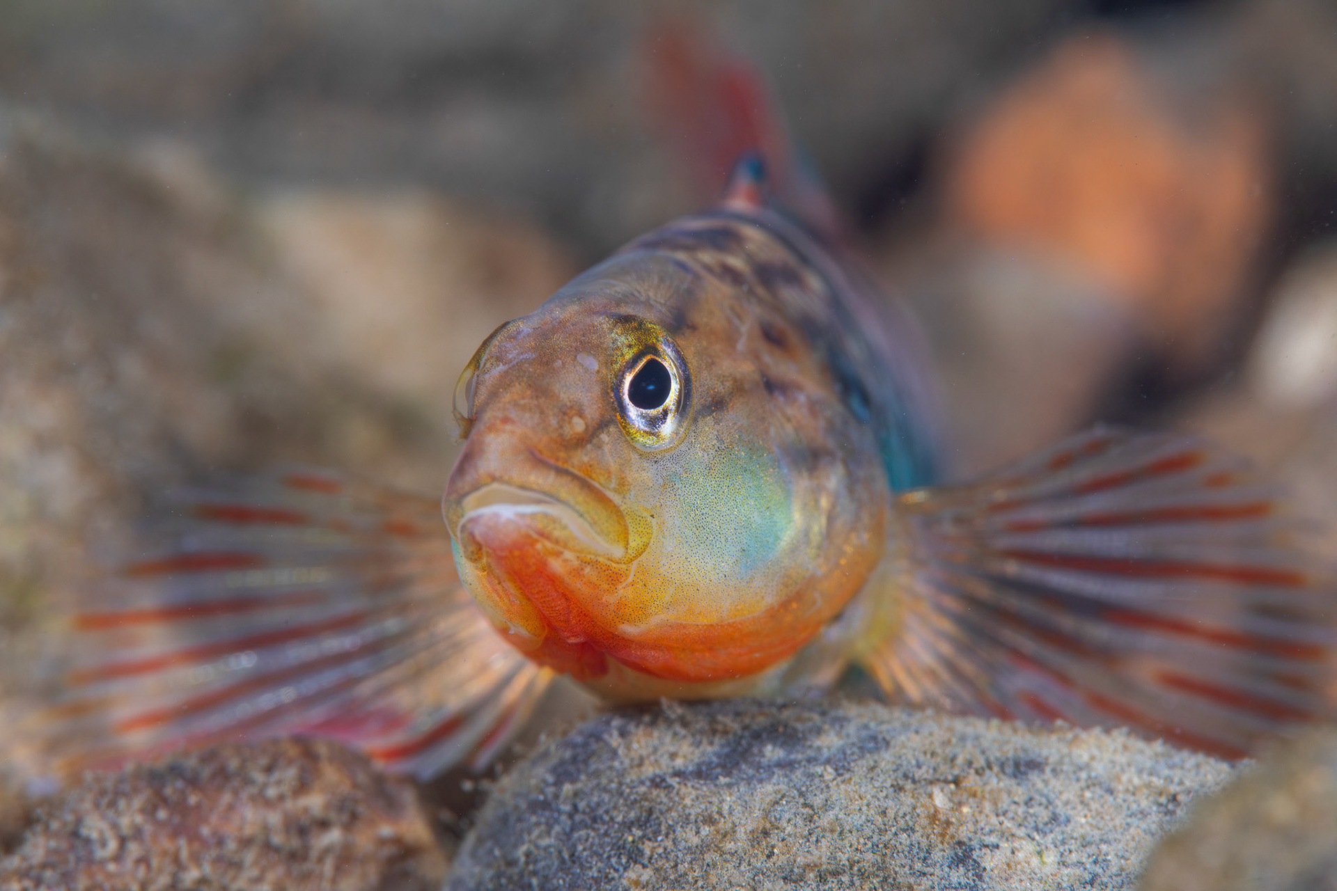 Rainbow Darter