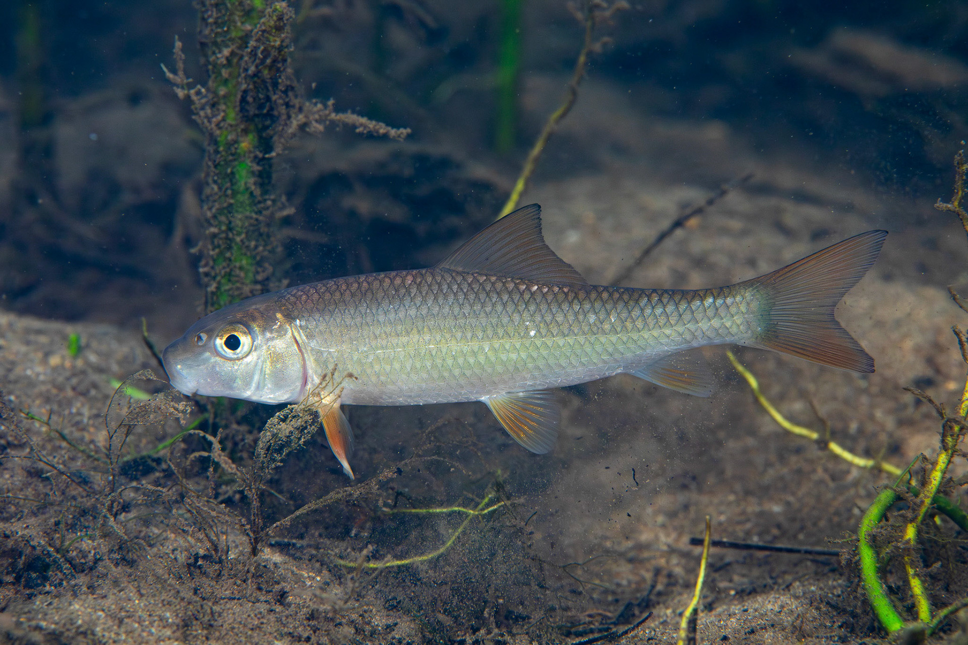 Golden Redhorse