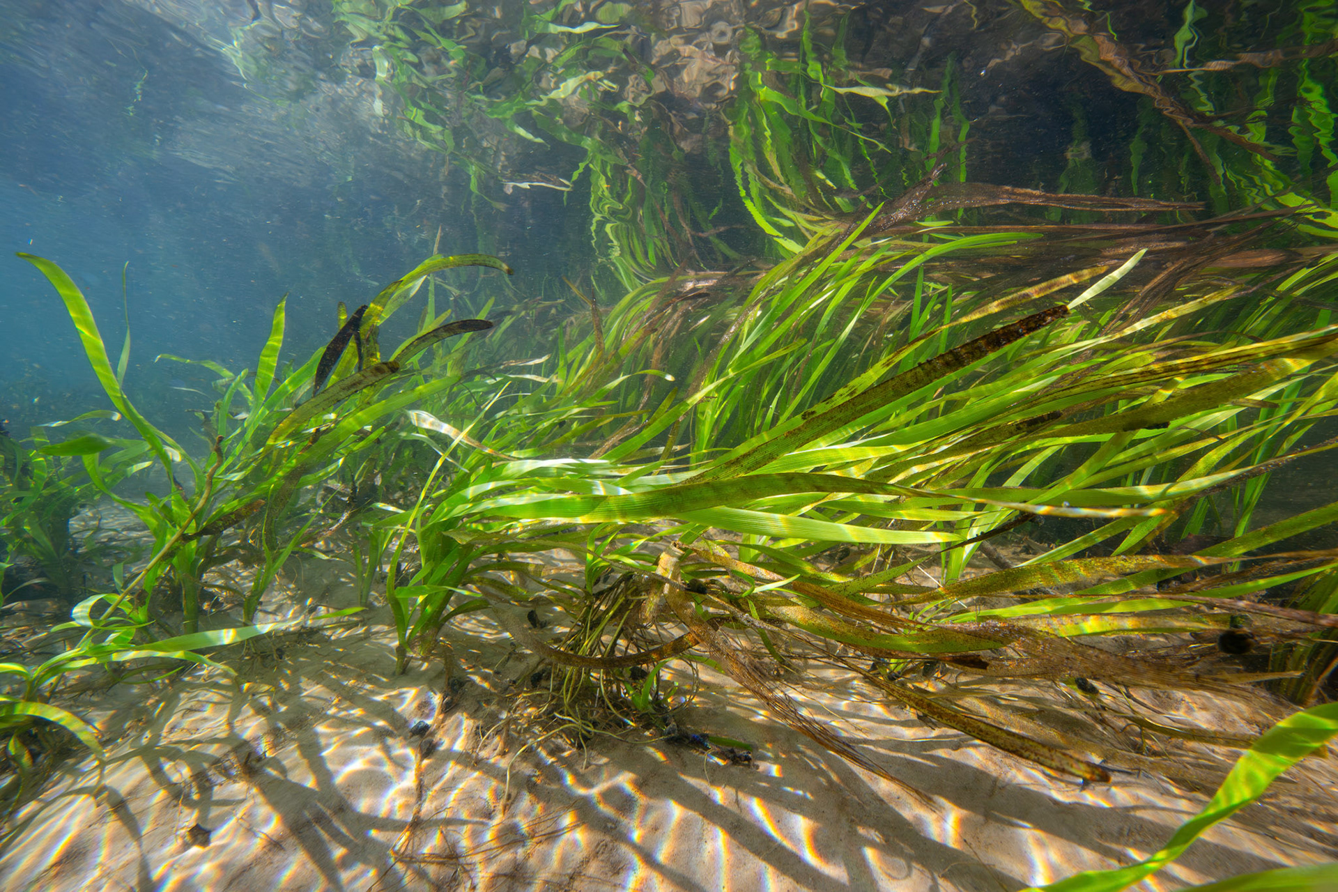 Tapegrass