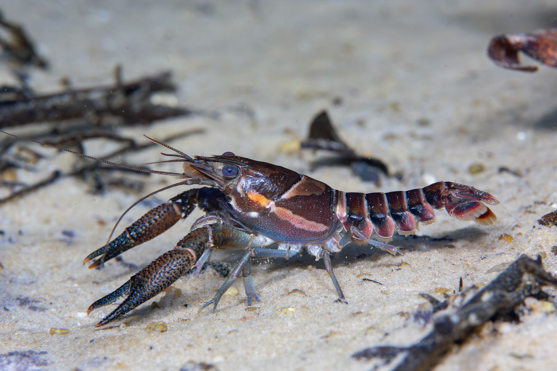 Sly Crayfish
