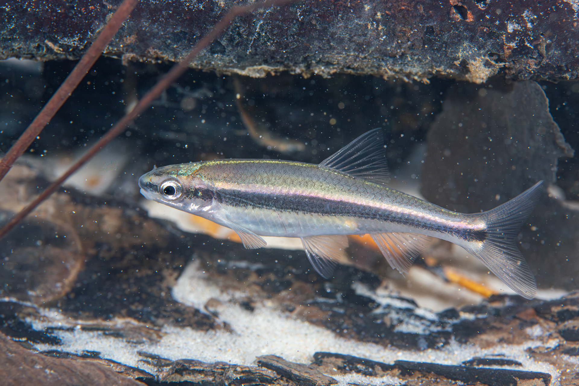 Redeye Chub