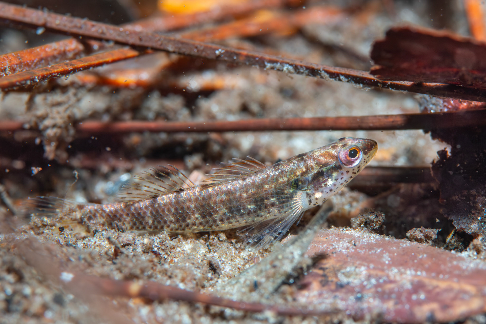 Okaloosa darter (Etheostoma okaloosae)