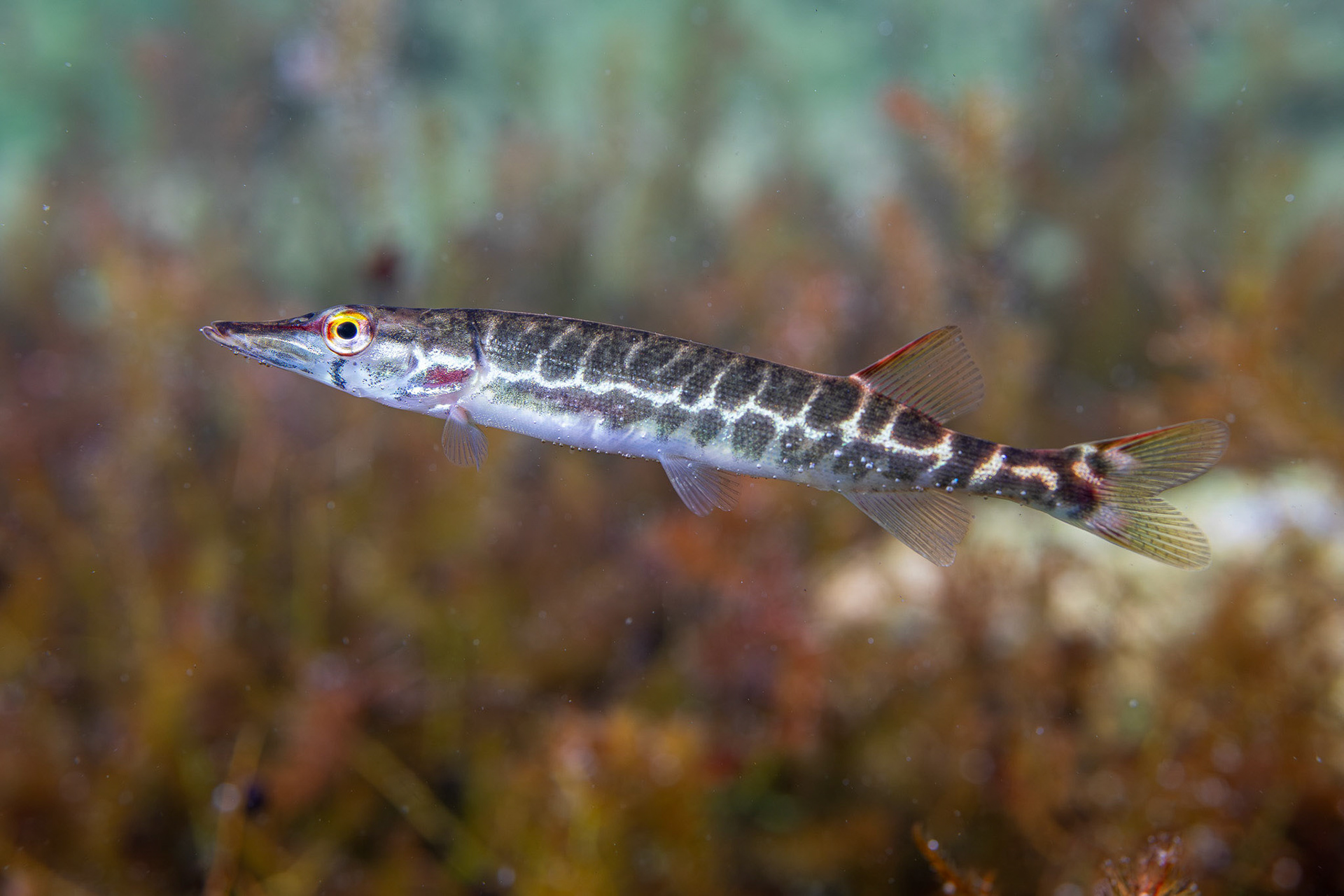 Chain Pickerel
