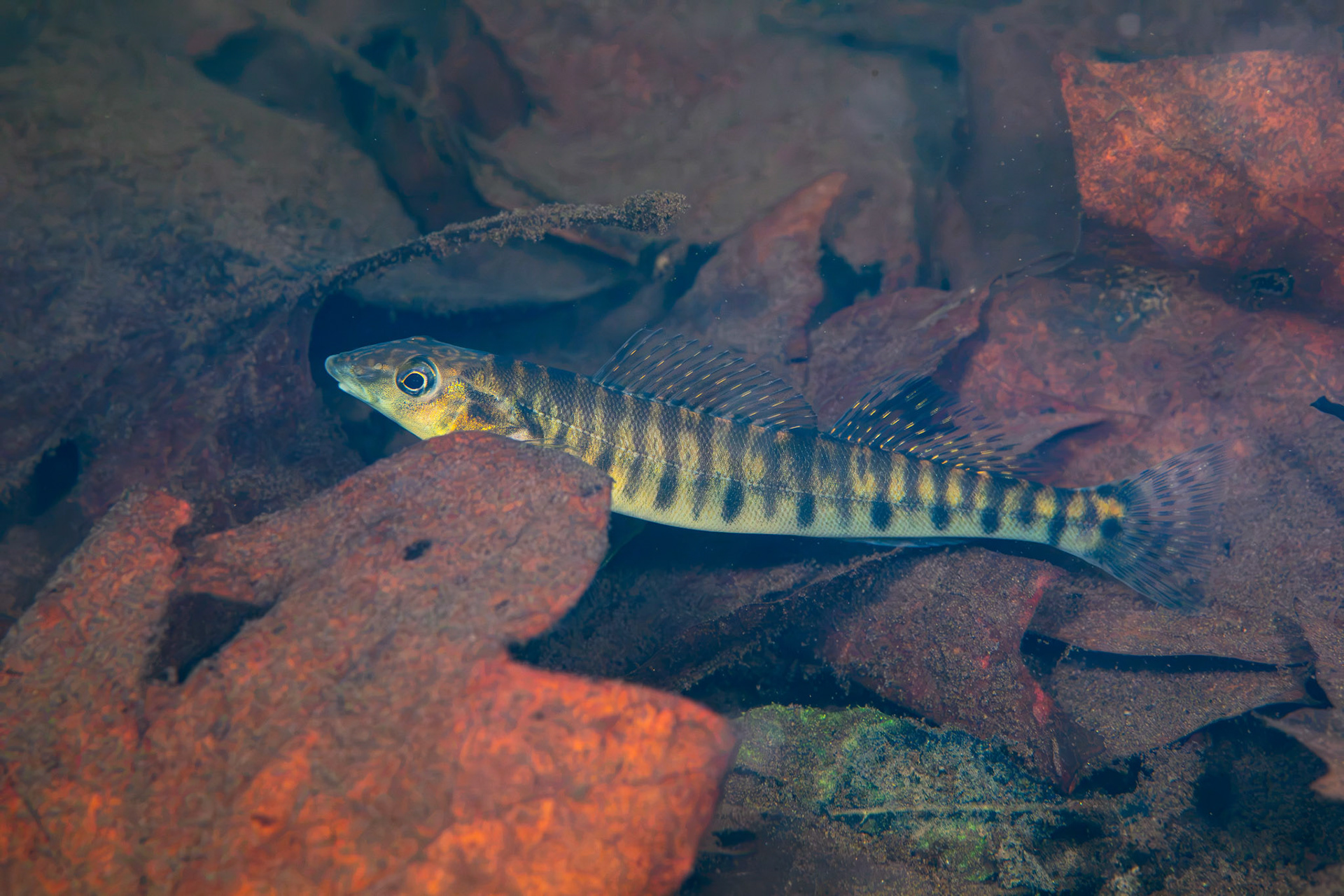 Common Logperch