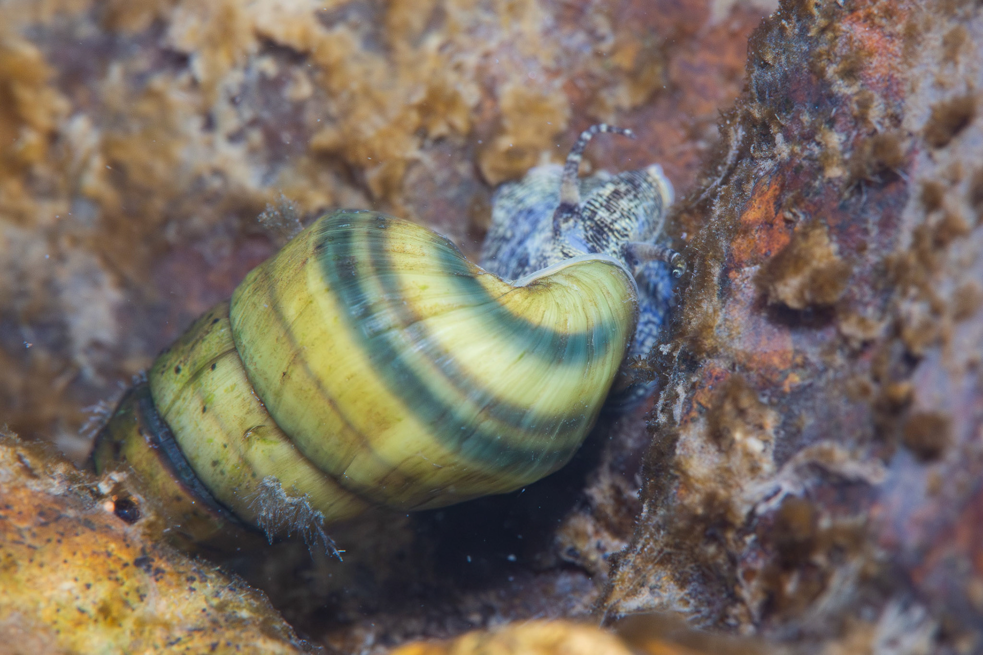 Lilyshoals Elimia