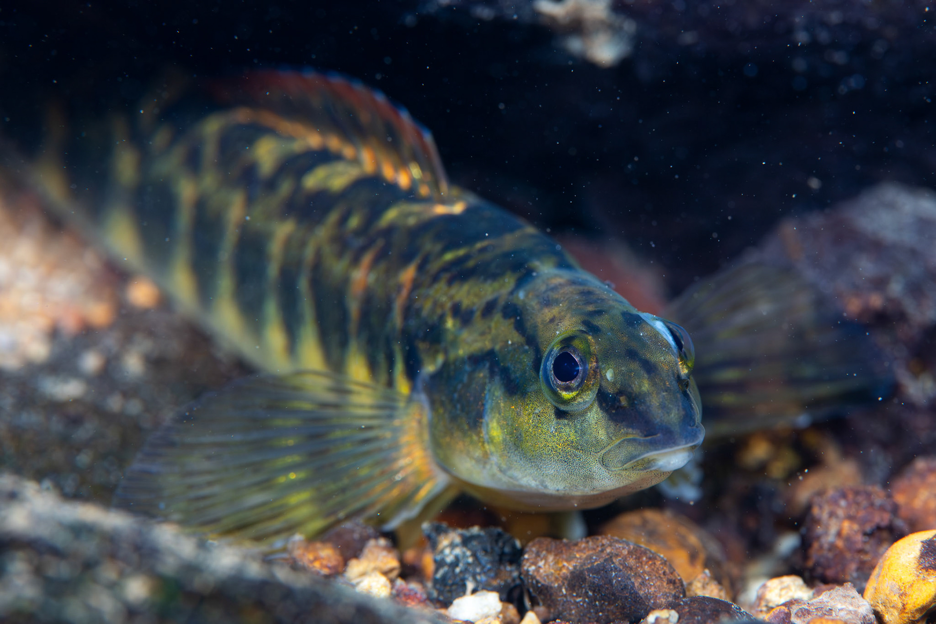 Bronze Darter