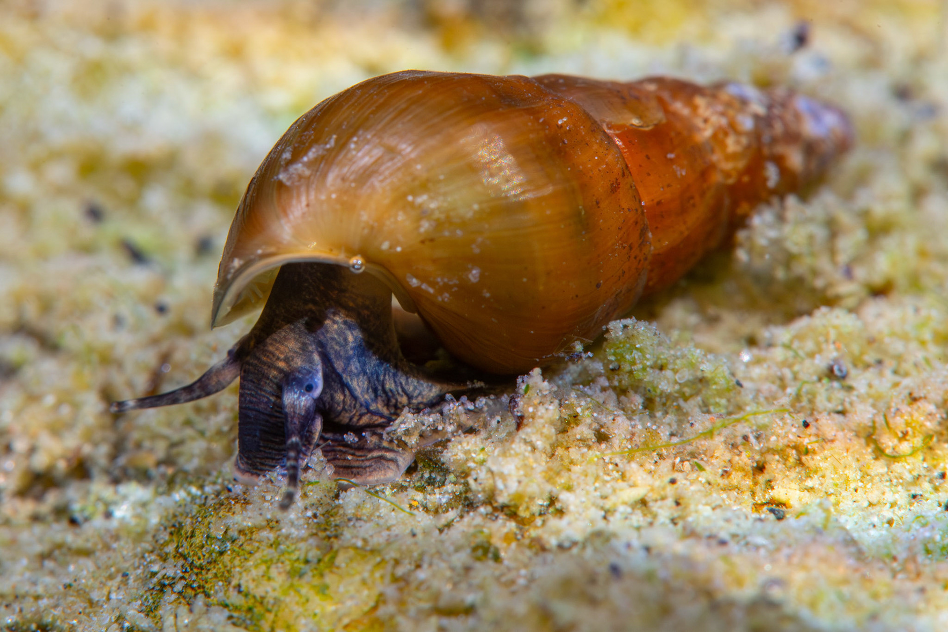Elimia sp.
