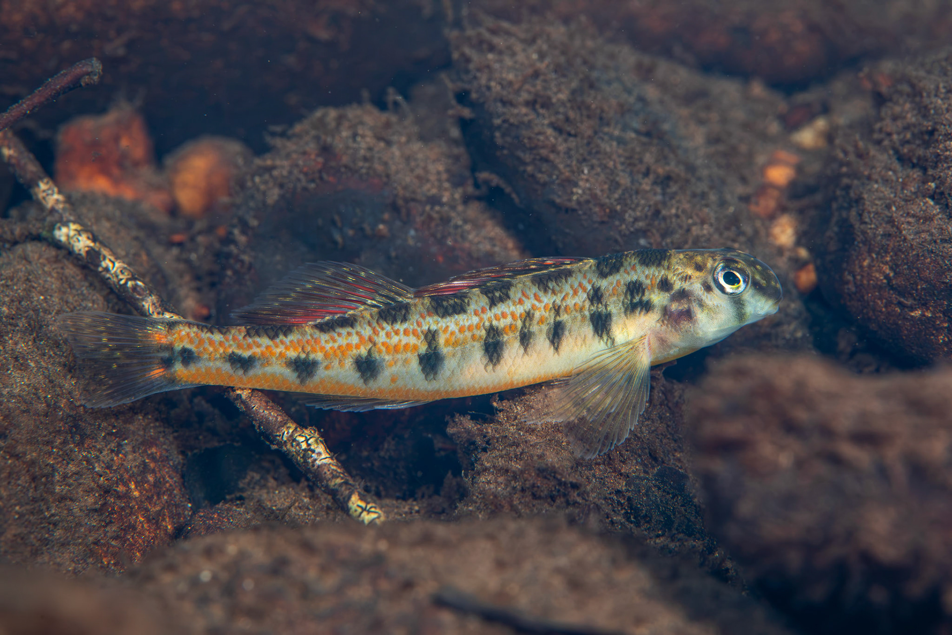 Tennessee Snubnose Darter