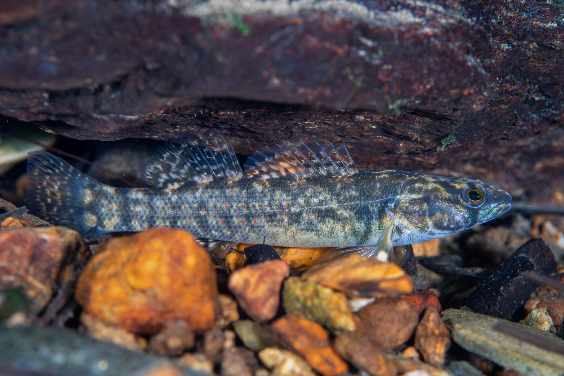 Redspot Darter