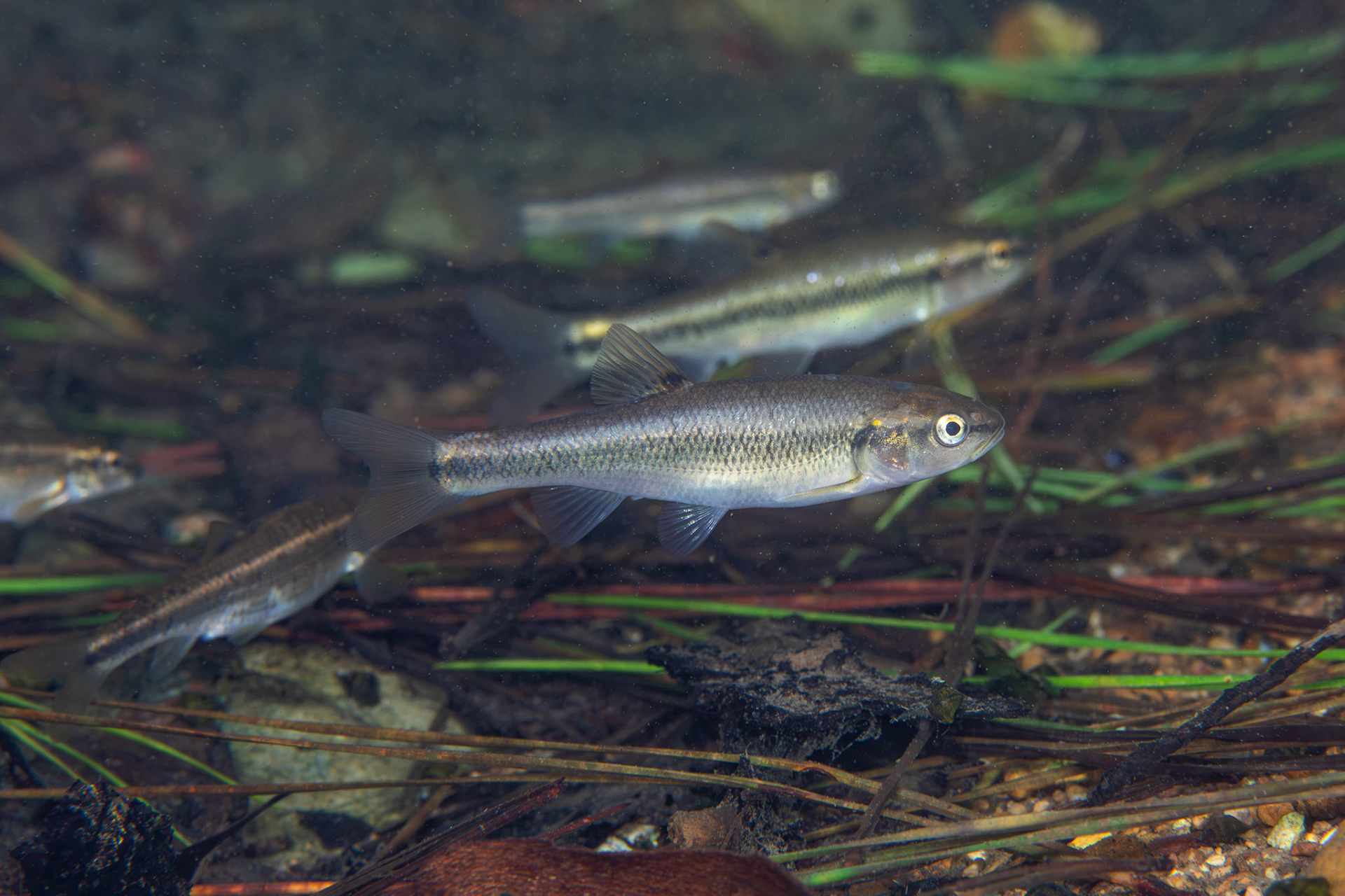 Creek Chub