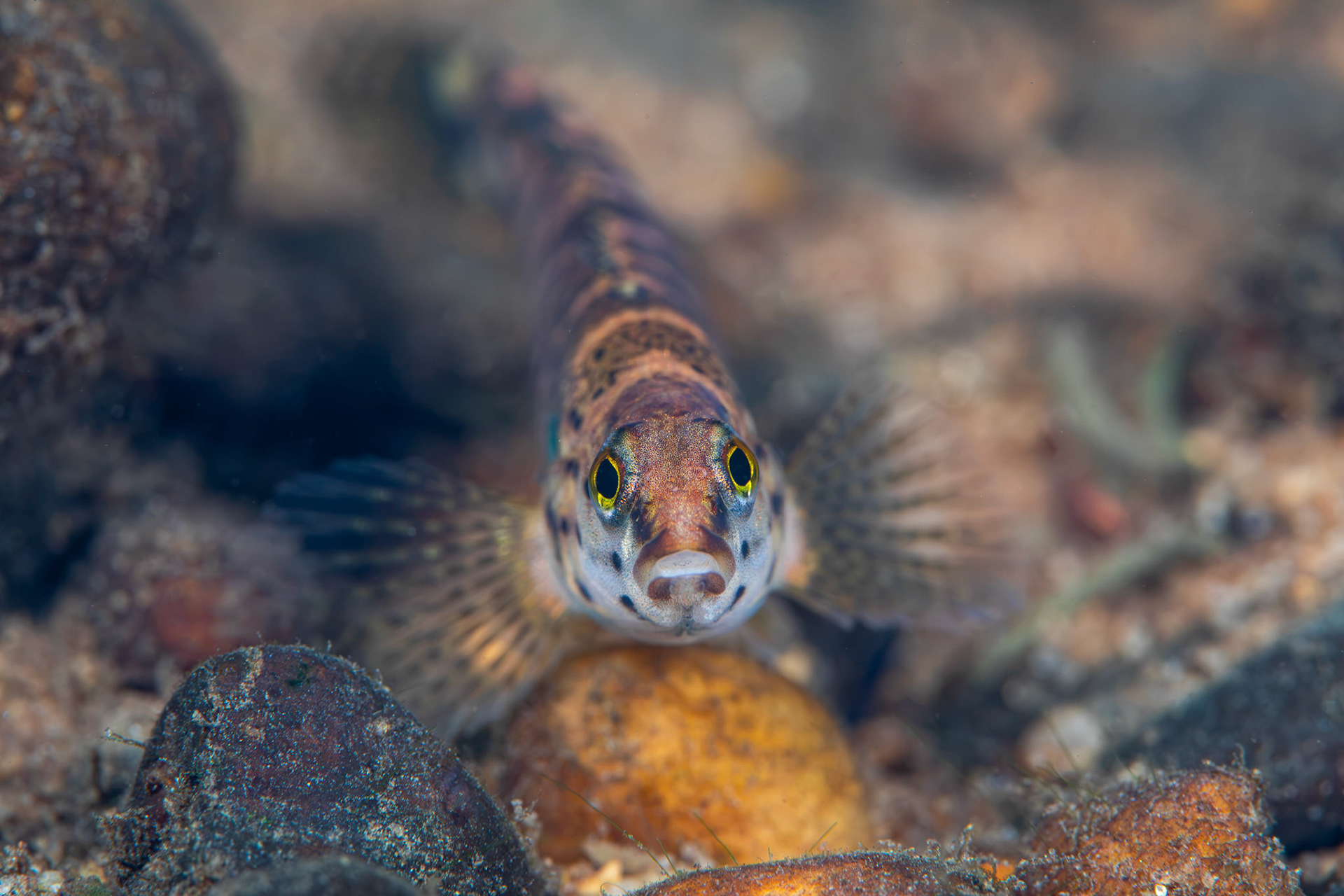 Redline Darter