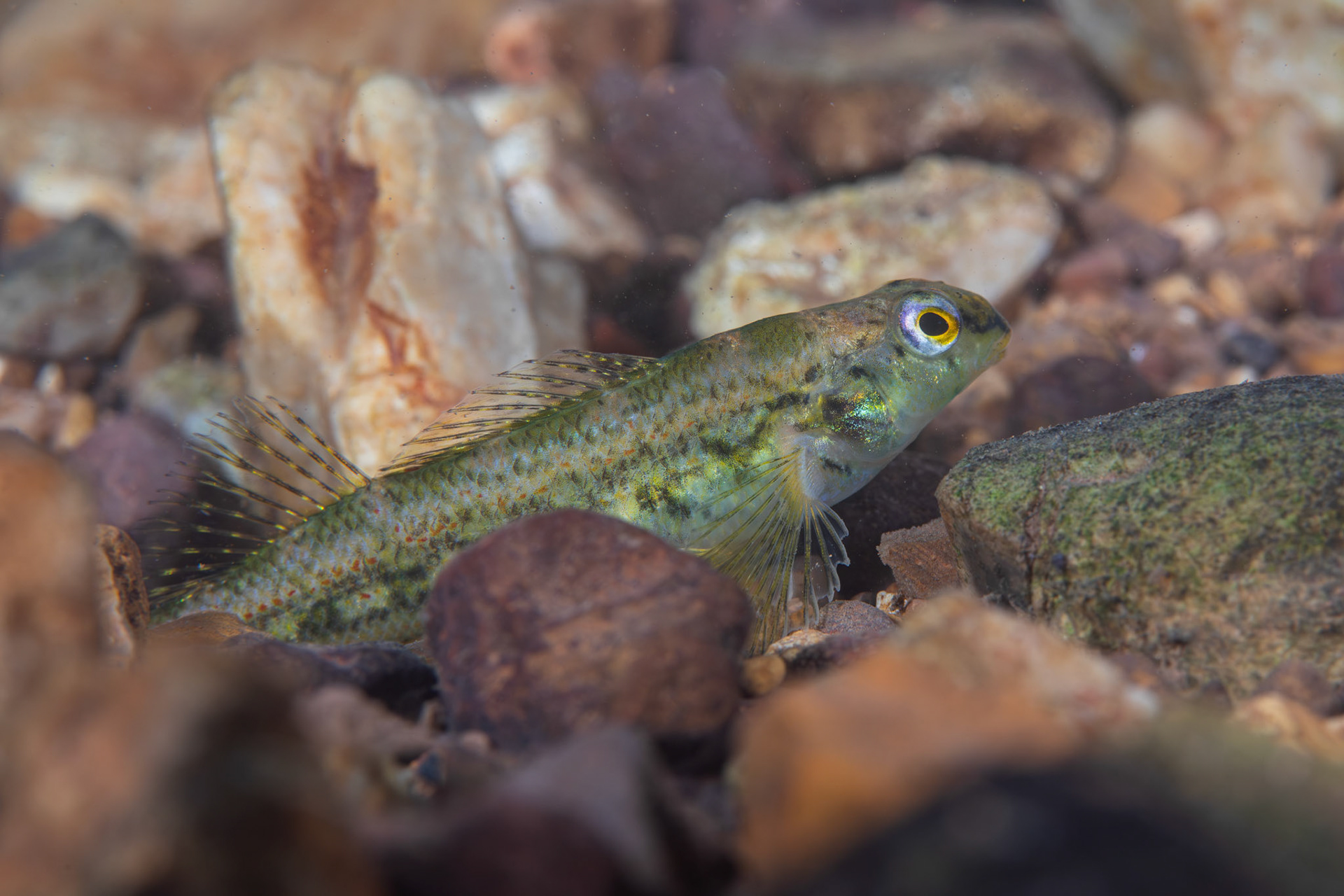 Birmingham Darter