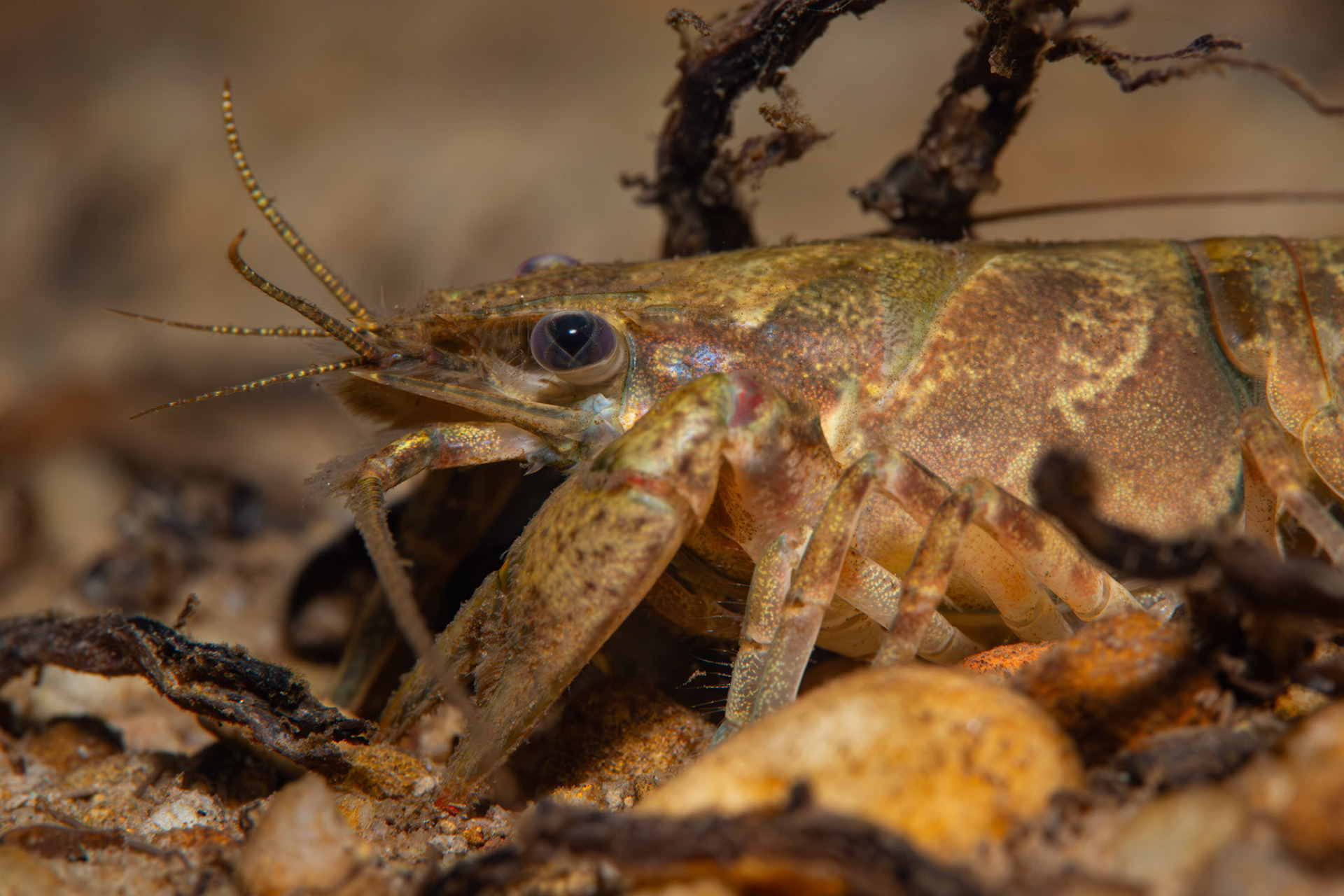 Powerful Crayfish