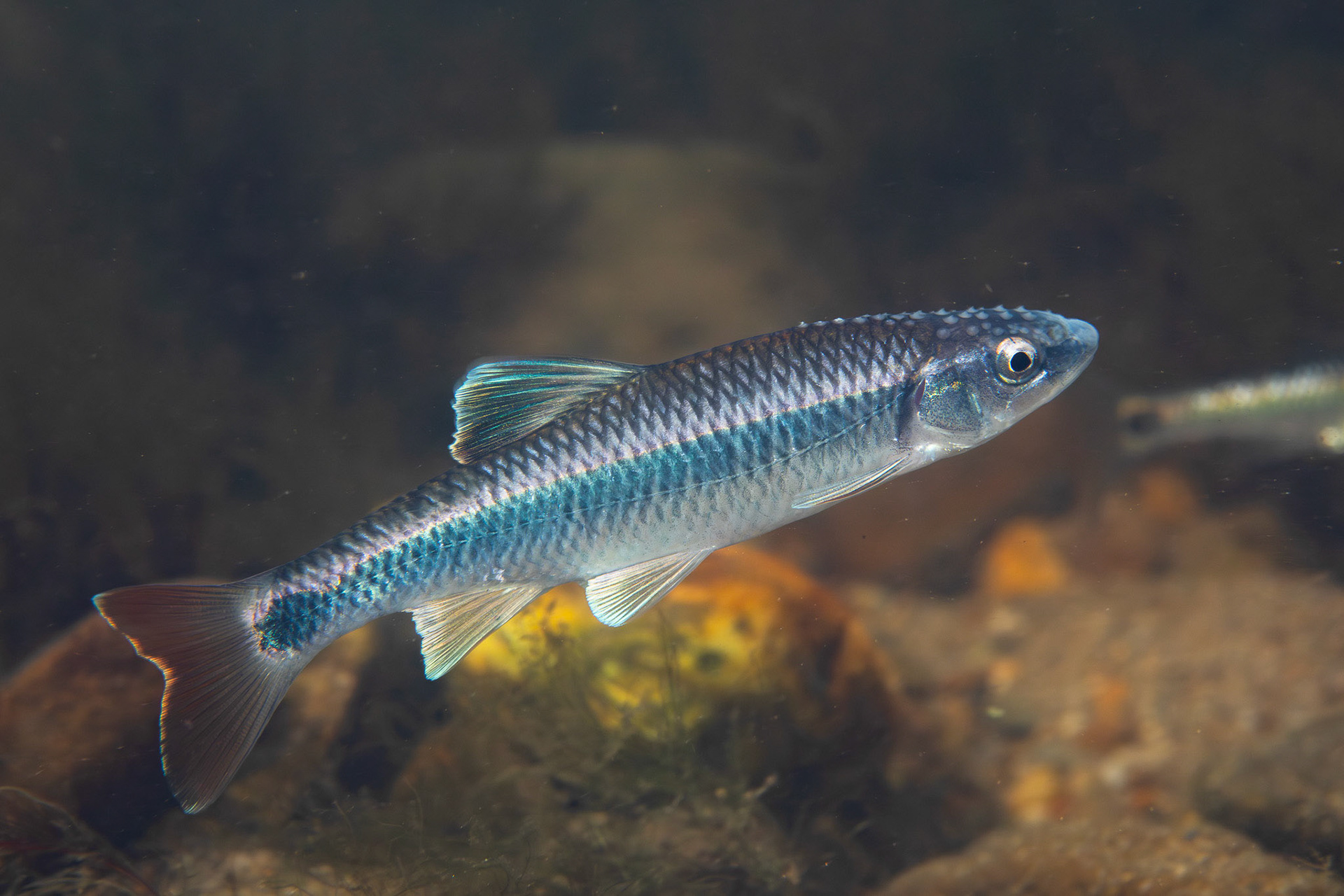 Alabama Shiner