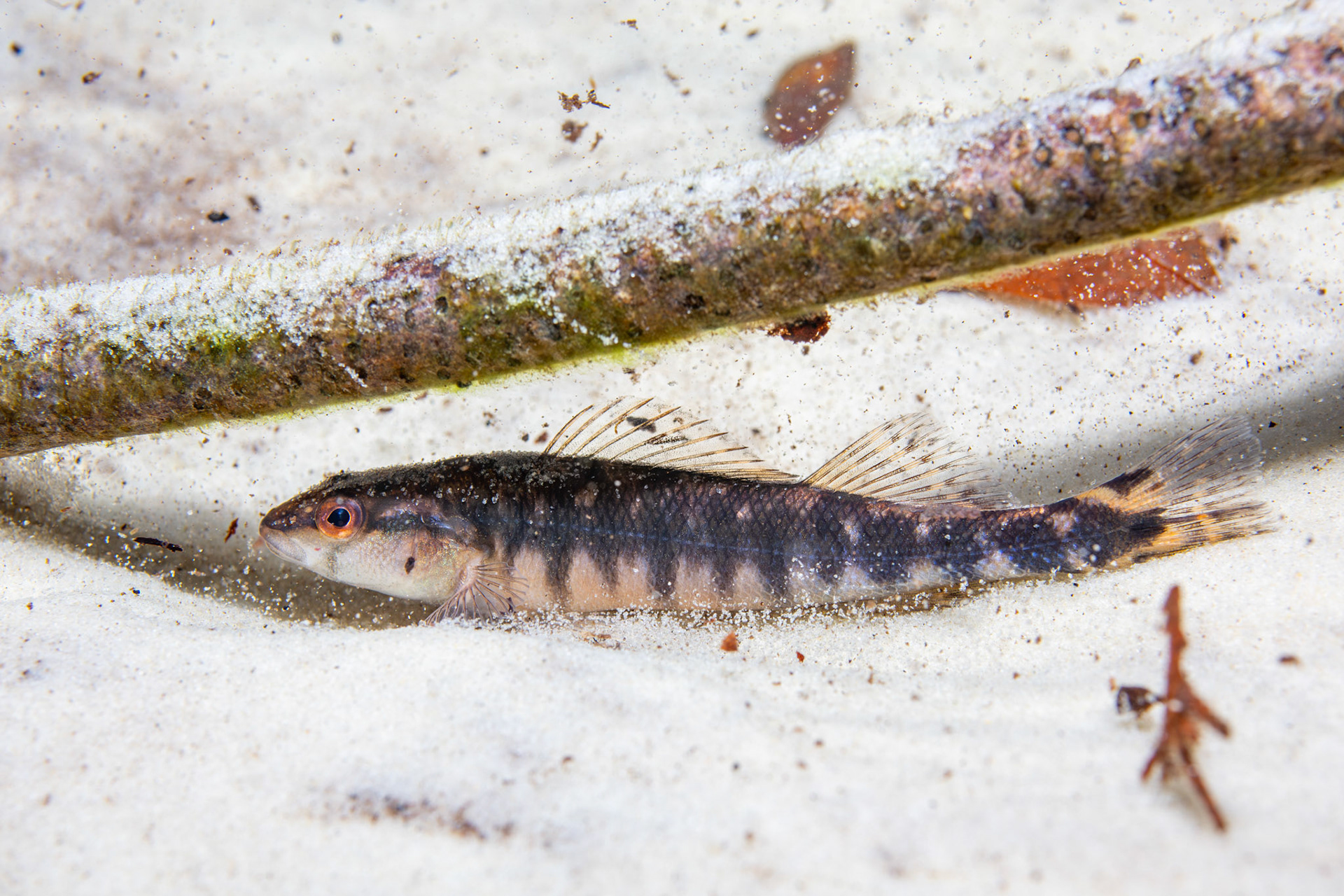 Blackbanded darter (Percina nigrofasciata)