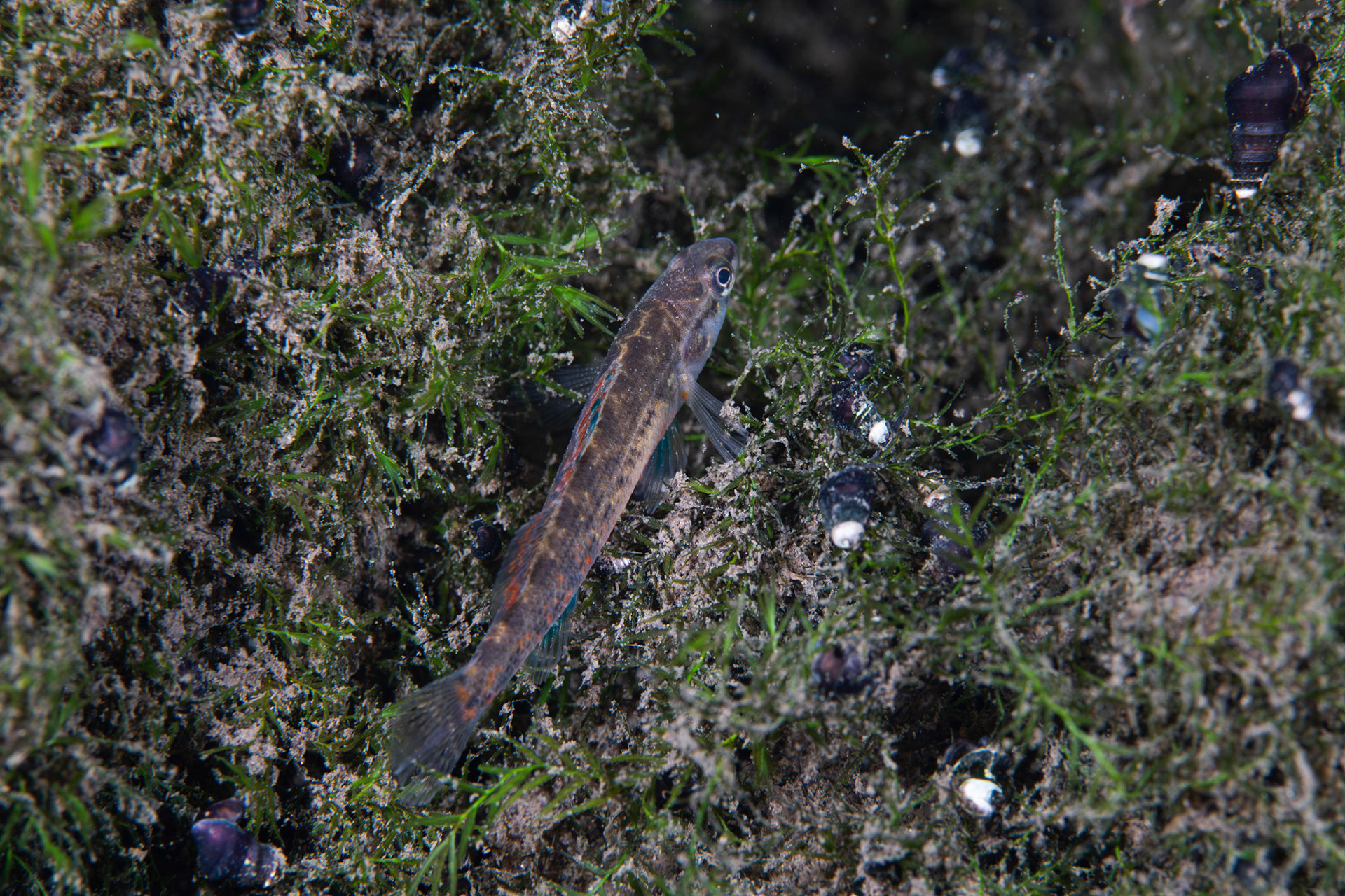 Watercress Darter (Etheostoma nuchale)