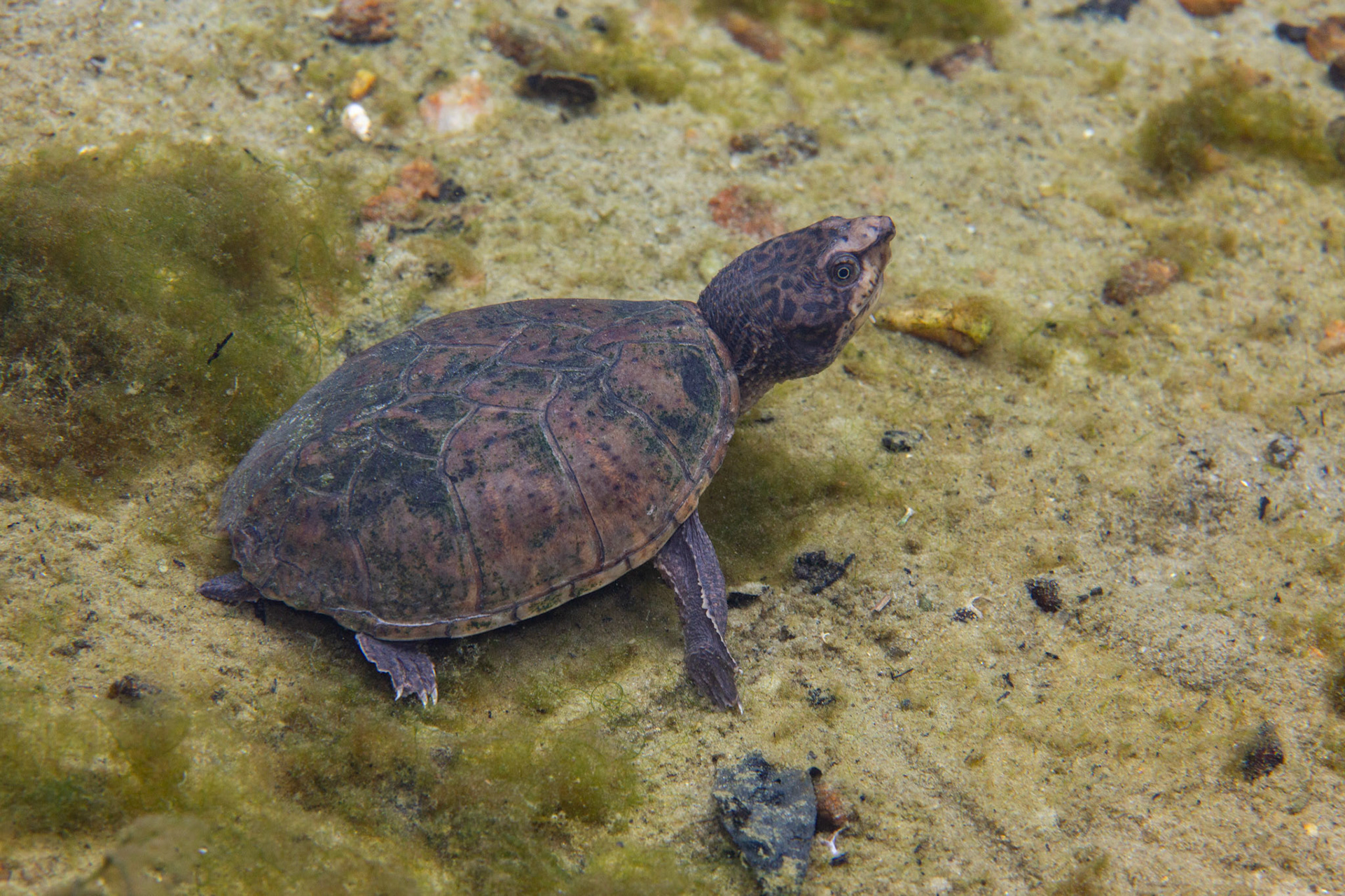 Intermediate Musk Turtle
