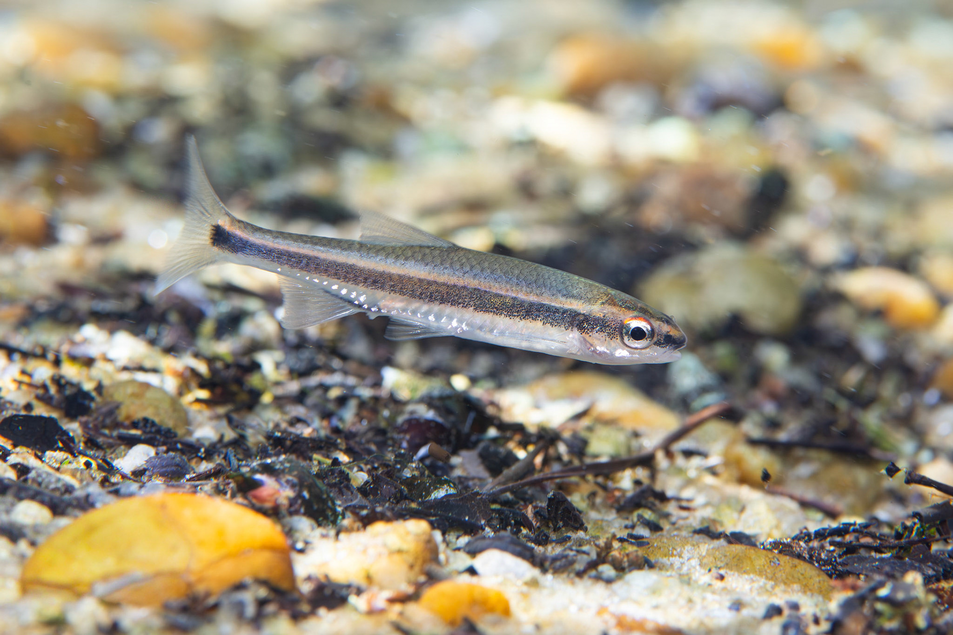 Redeye Chub
