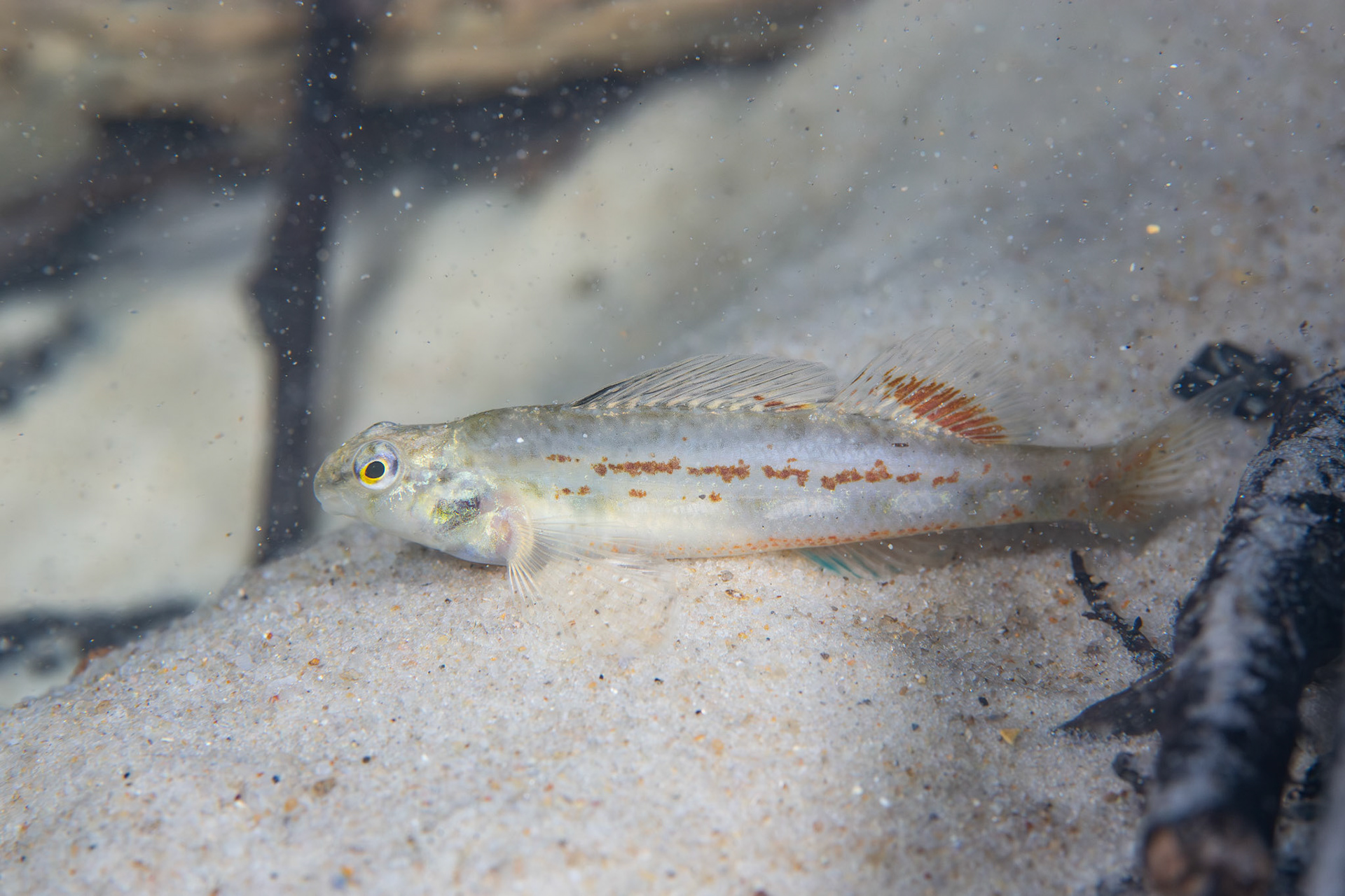 Coastal Darter