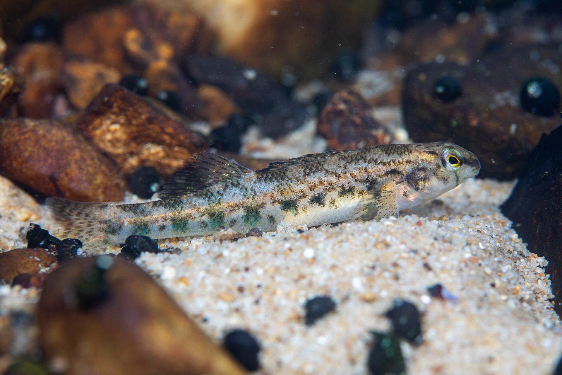 Coosa Darter