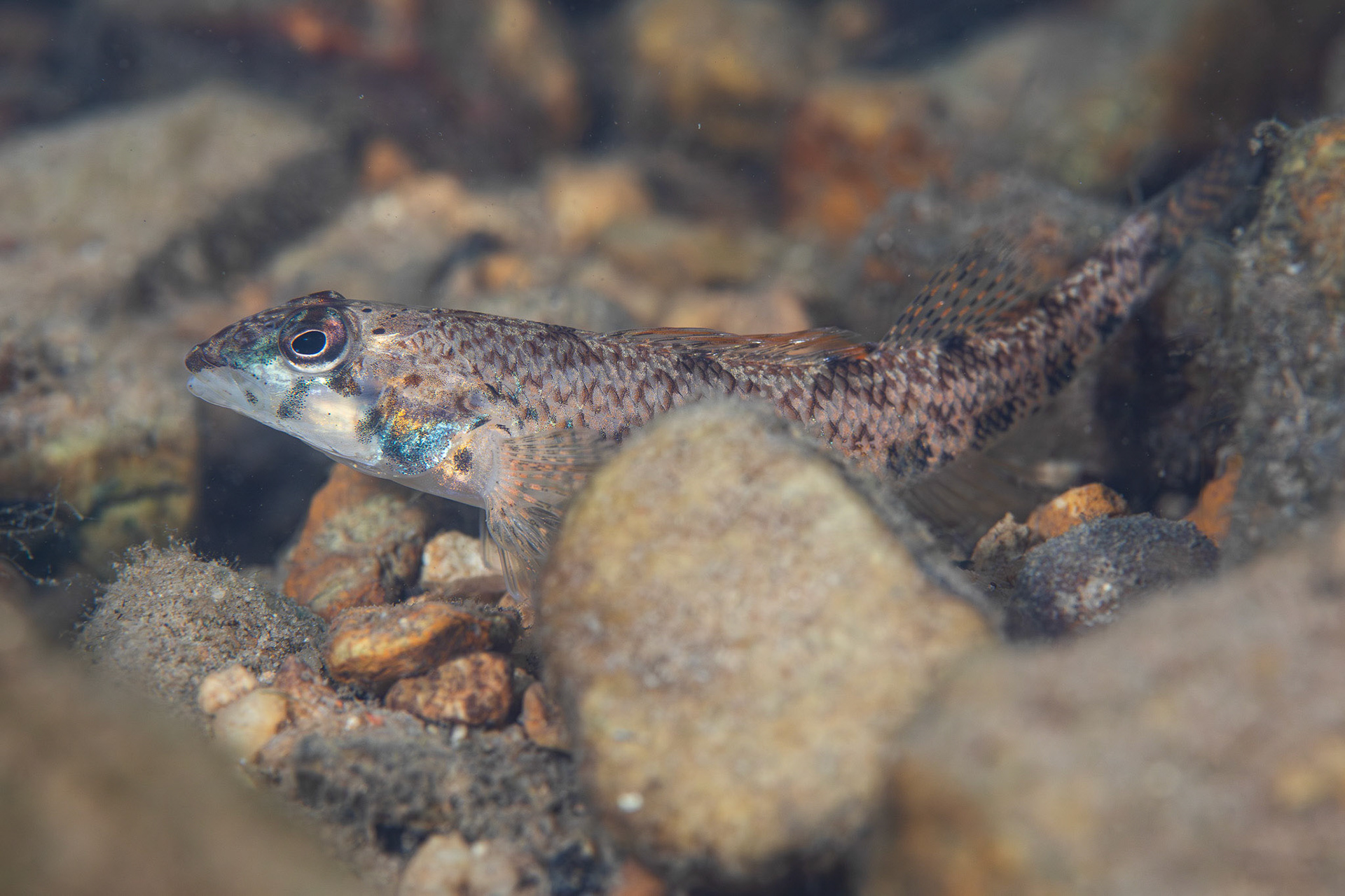 Bluesided Darter